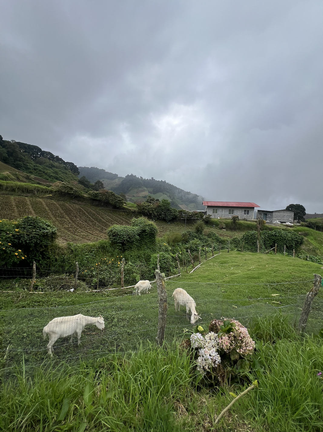 Guadalupe, Cerro Punta, Panama