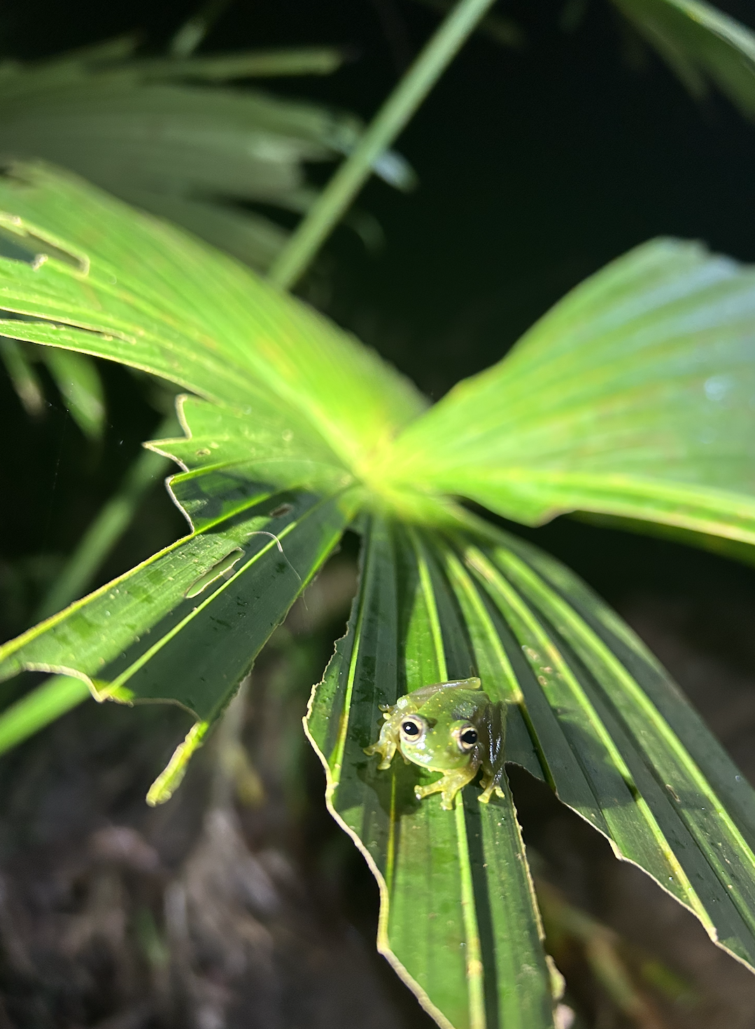 Glass Frog in El Valle de Anton