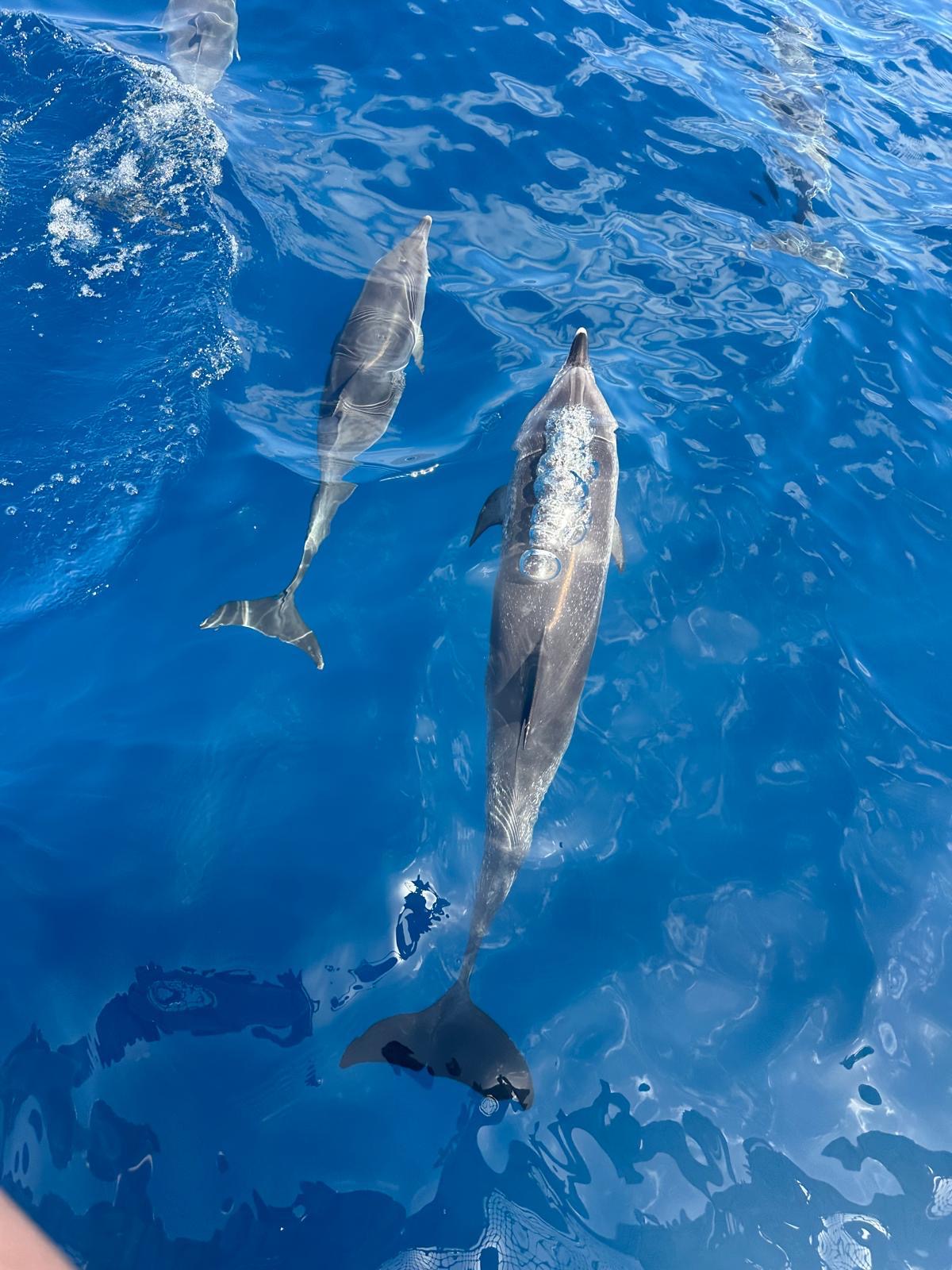 Atlantic Spotted Dolphins