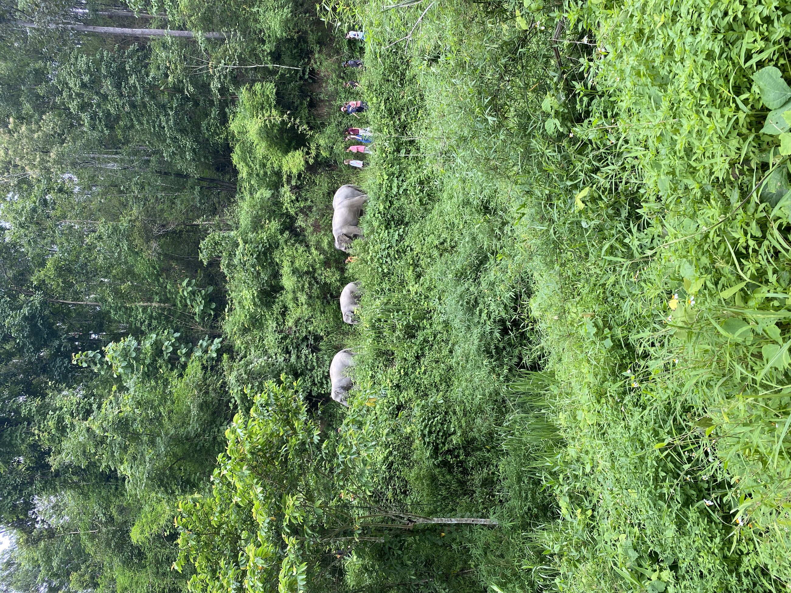 This was a jungle walk with elephants through the forest.
