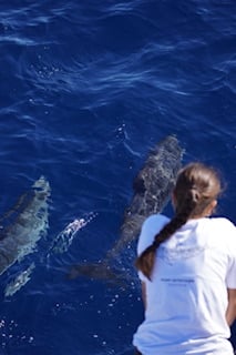 Getting to know Atlantic Spotted Dolphins