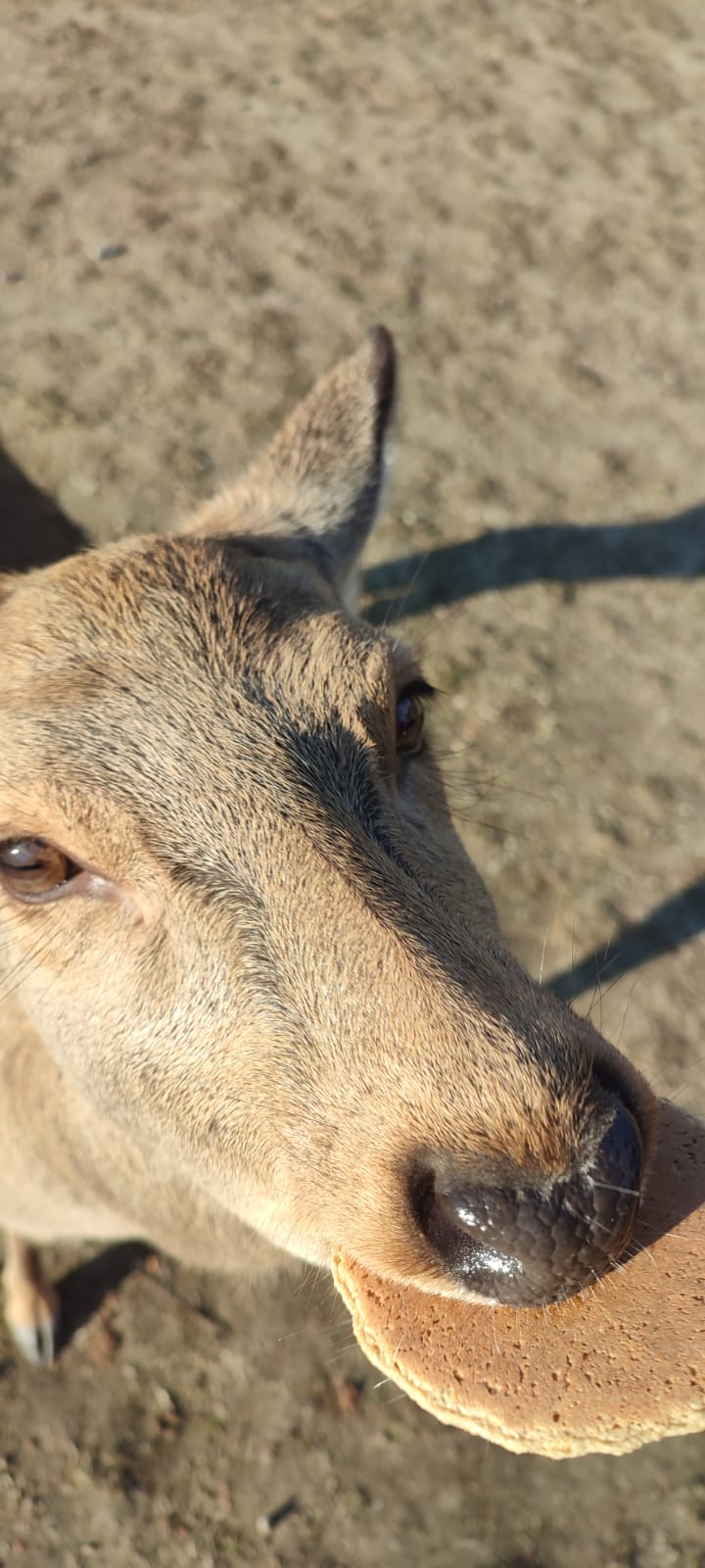 Nara park