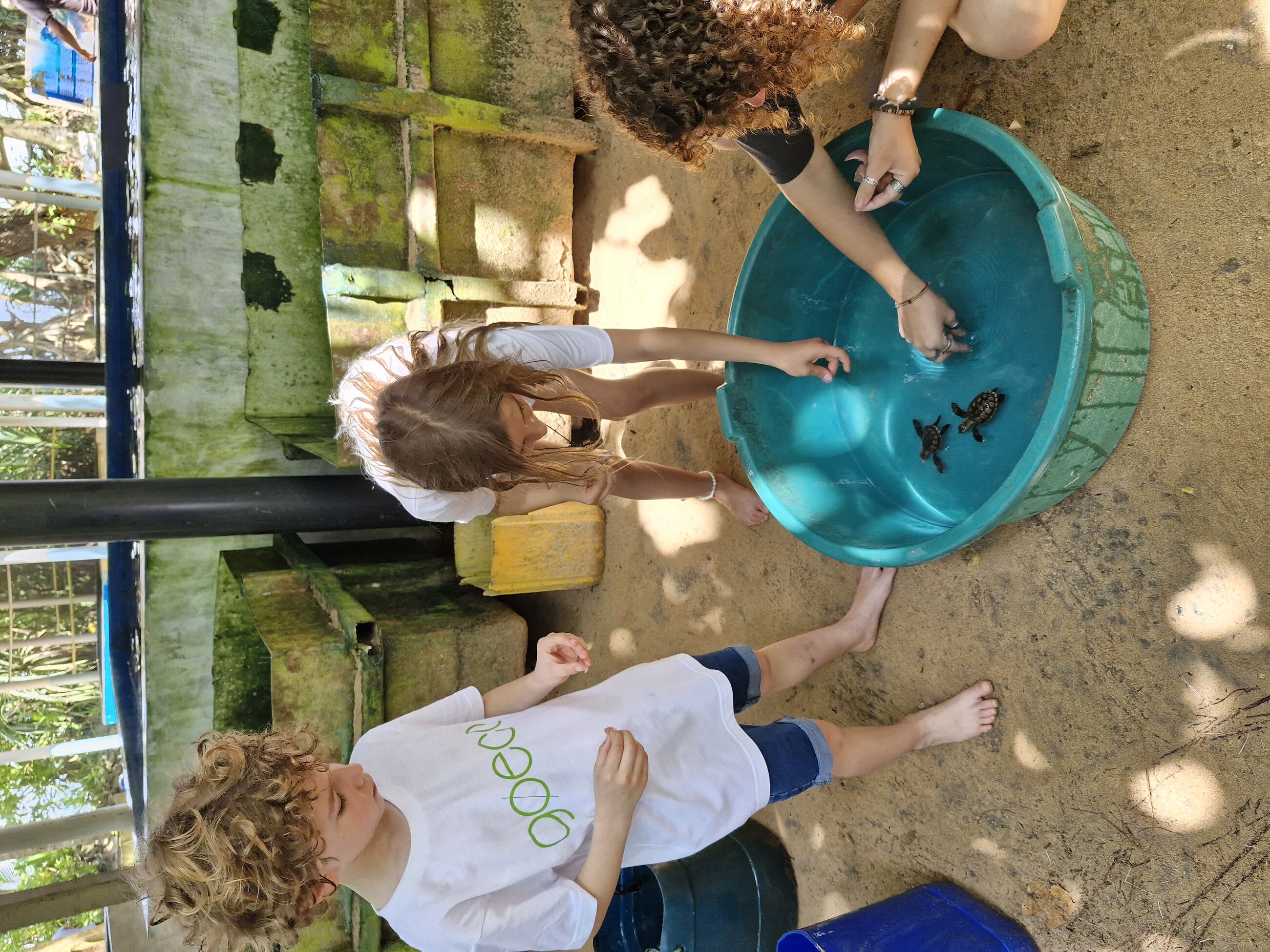 taking care of baby sea turtles