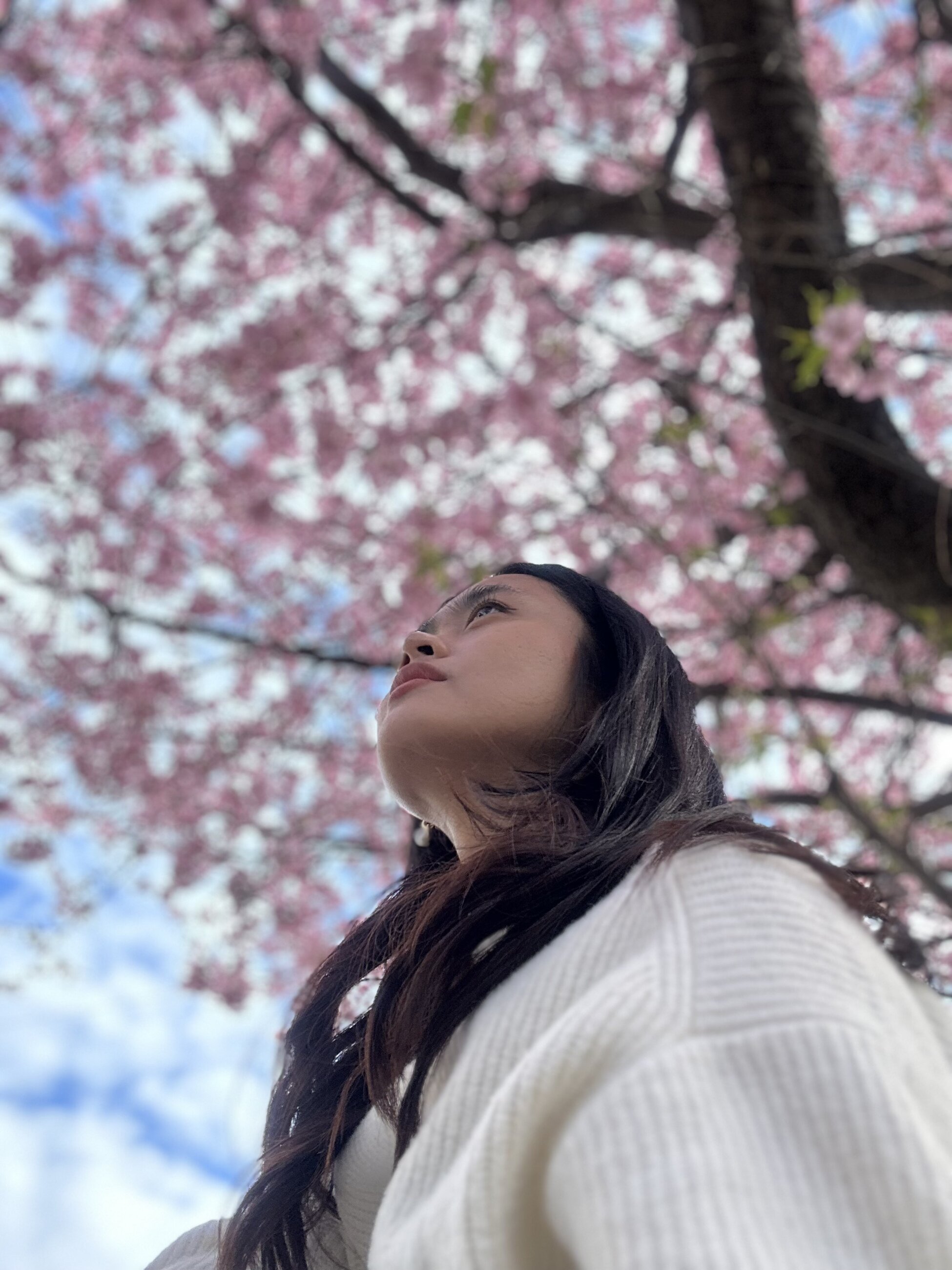 Enjoying the cherry blossom season