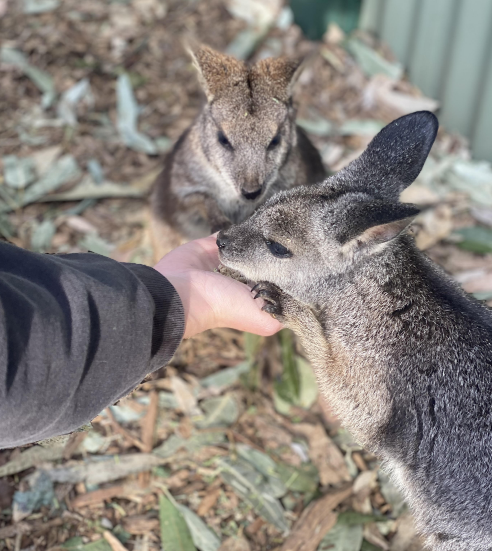 Pademelons at Featherdale Wildlife Park