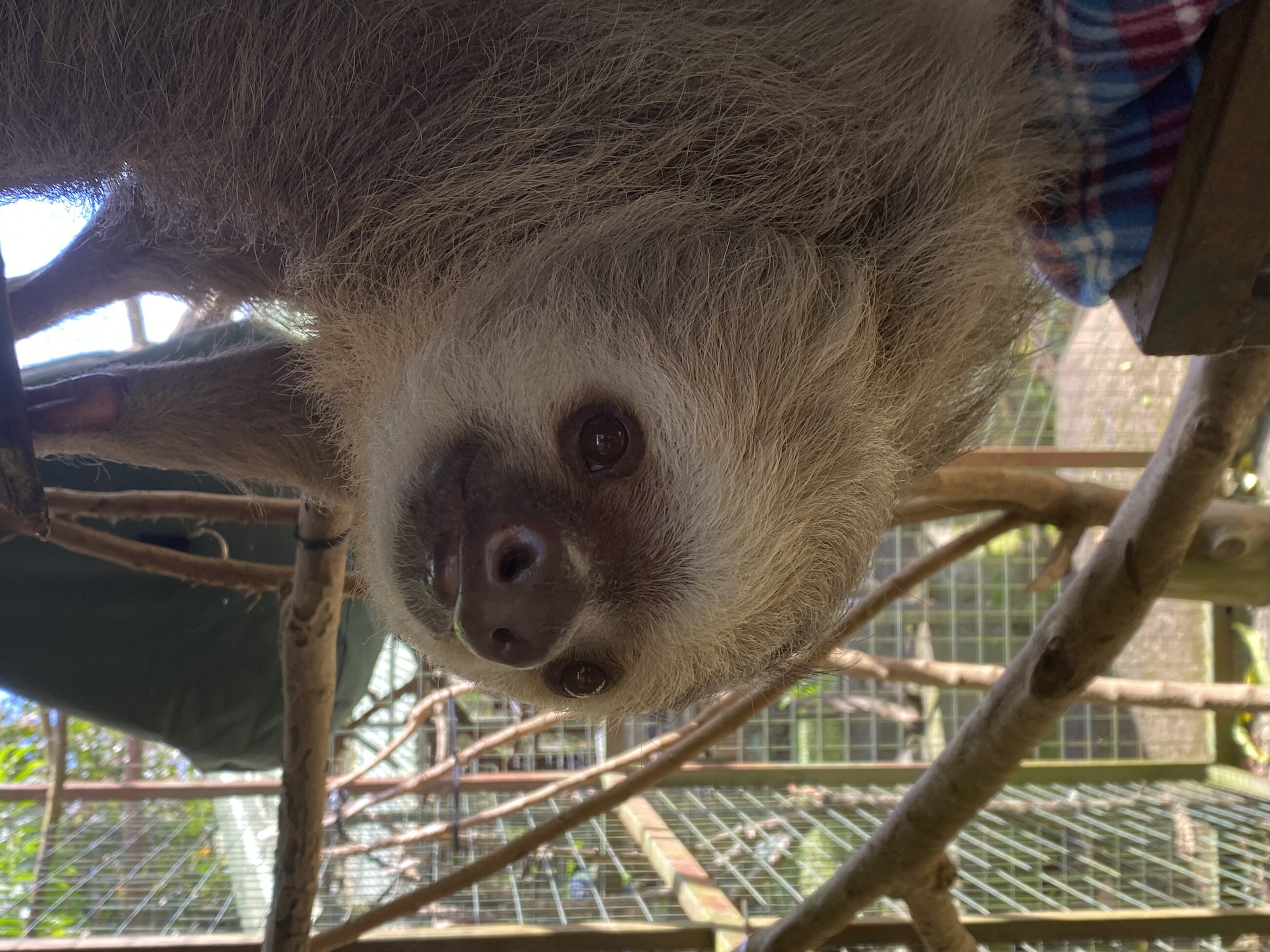 You can visit an animal rescue after school that has sloths plus many other injured exotic animals that are rescued then nurtured to be released later into the wild.
