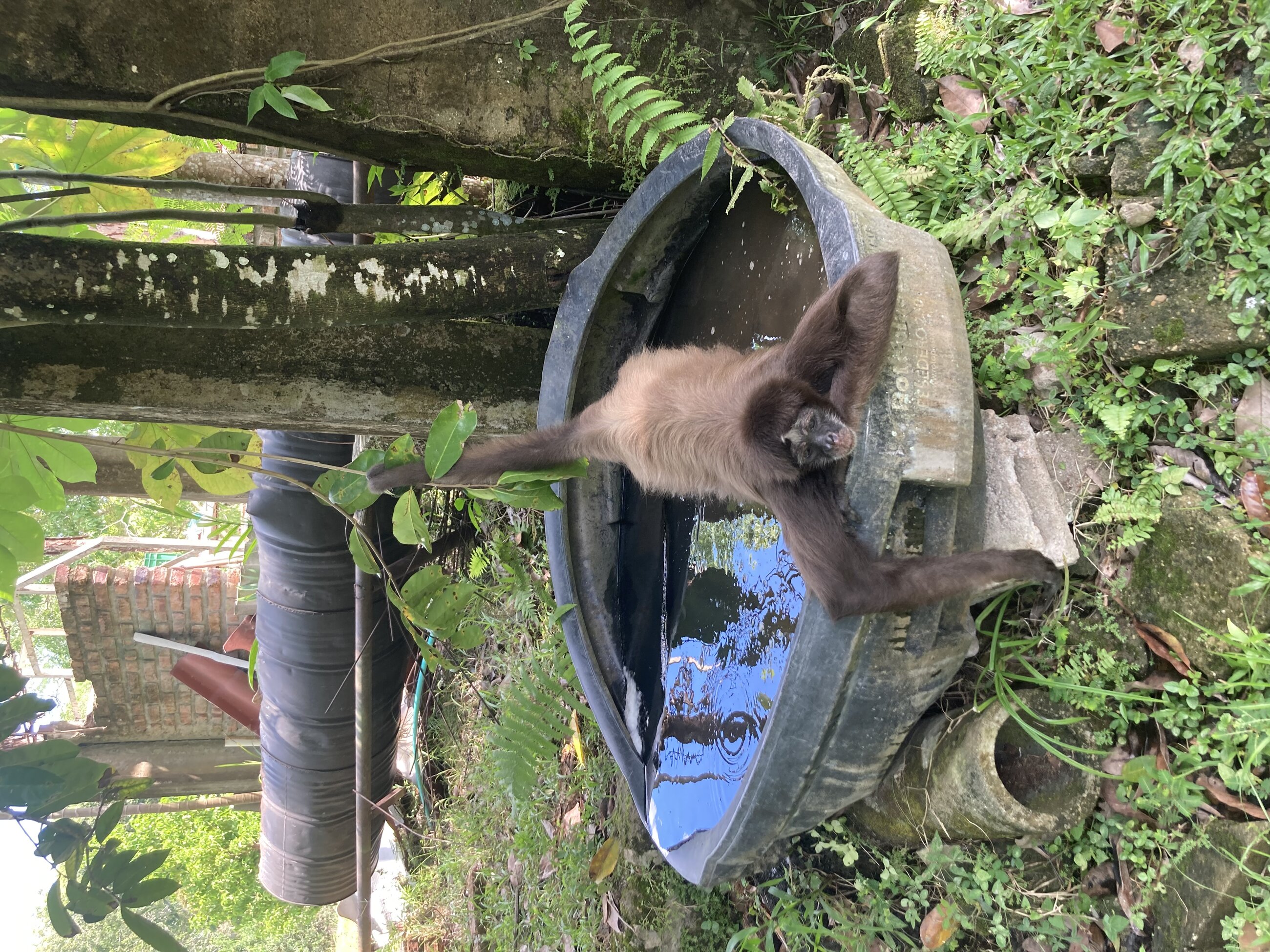 Monkeying around