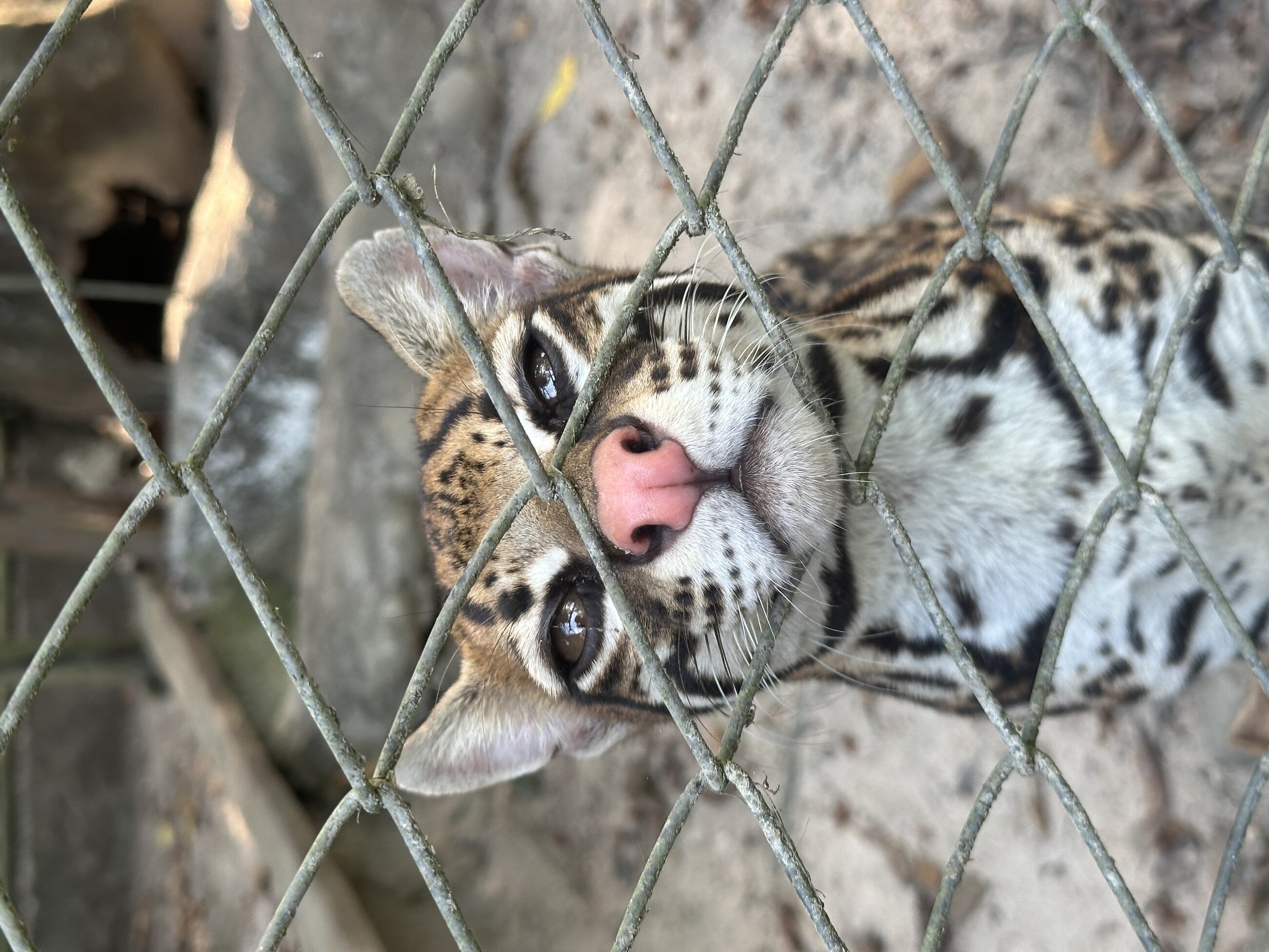 Ocelot