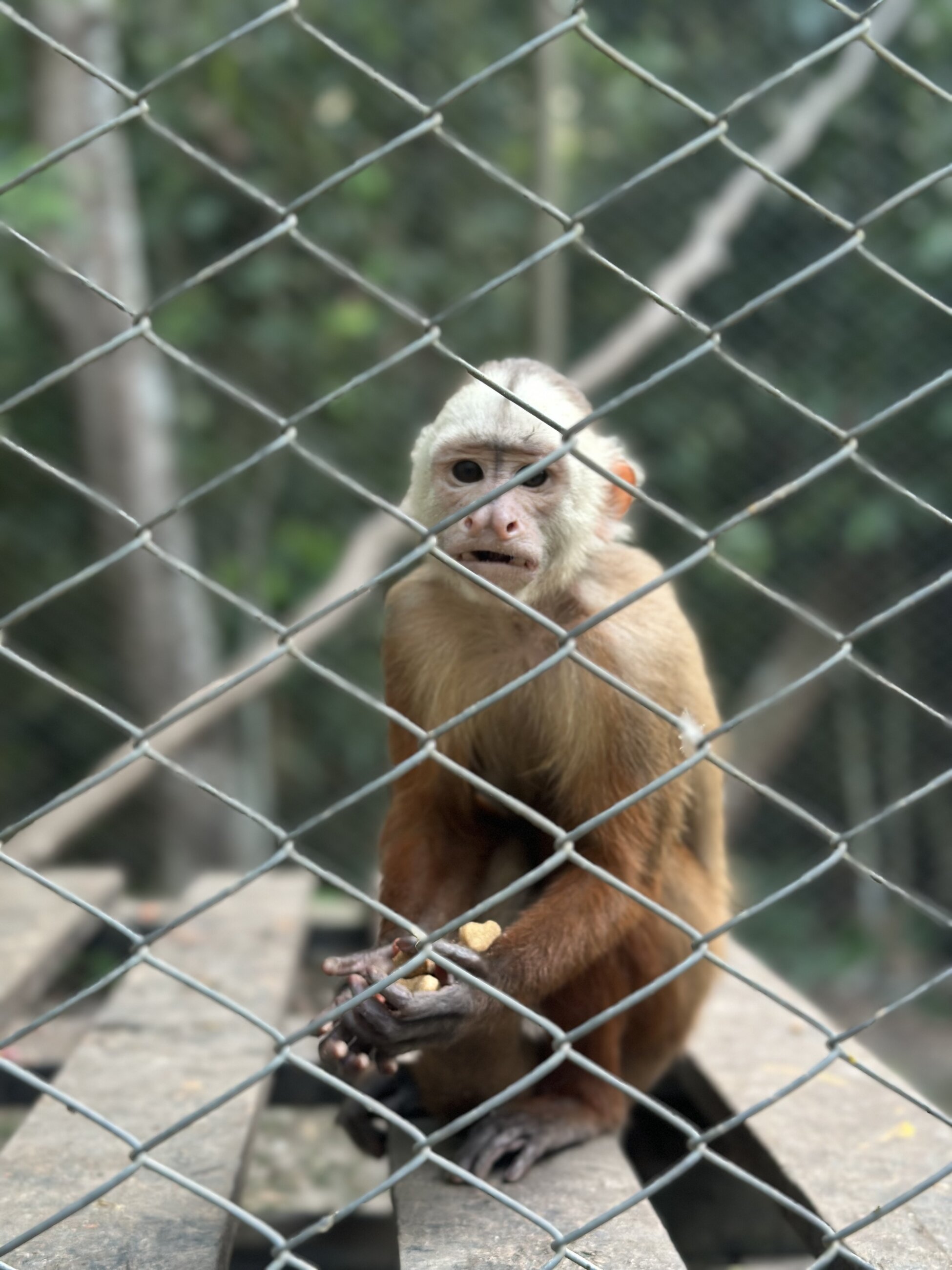 Baby monkey