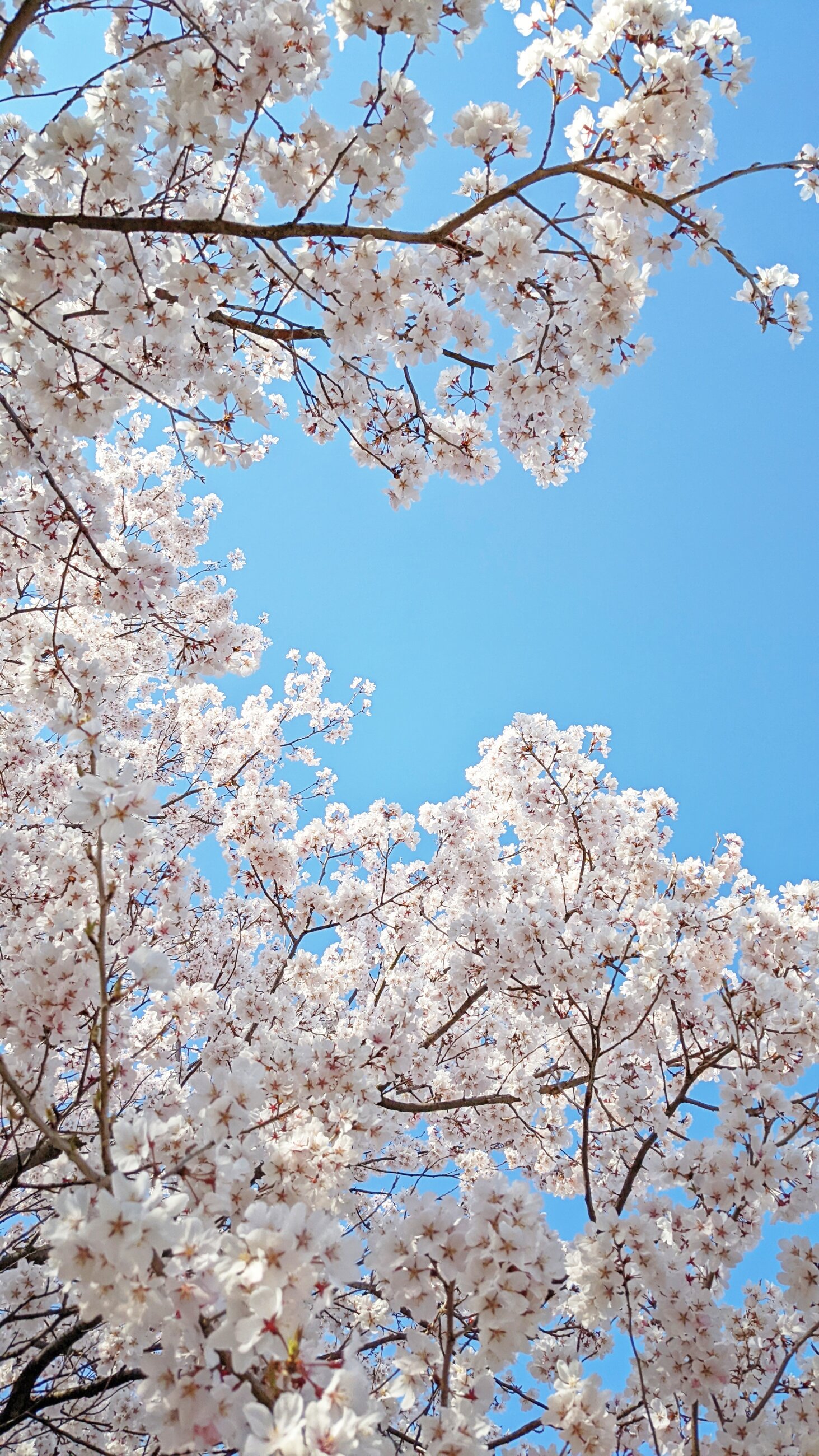 Enjoying 4 seasons and Spring is my favorite