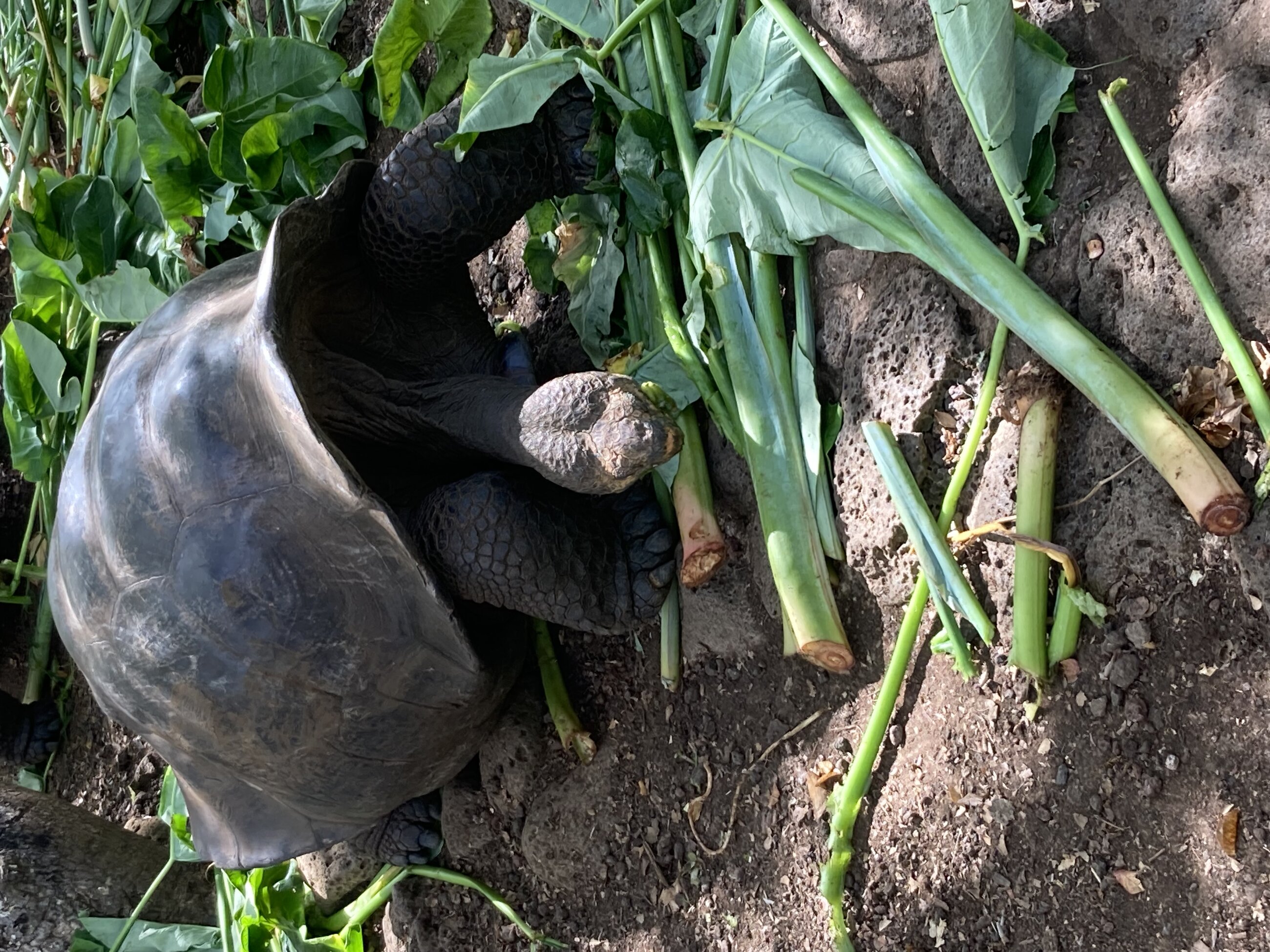 Feeding time