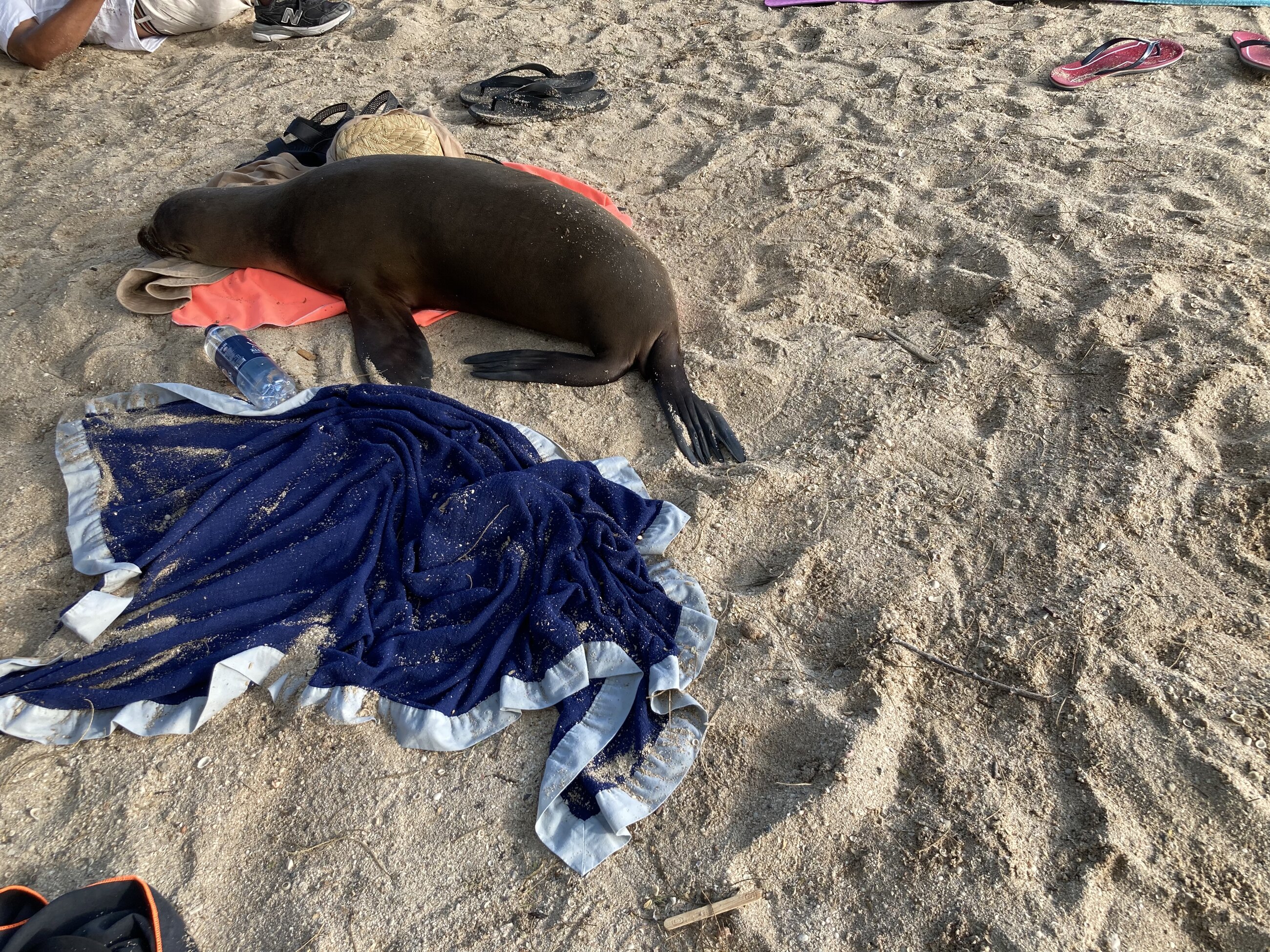 Beach bum