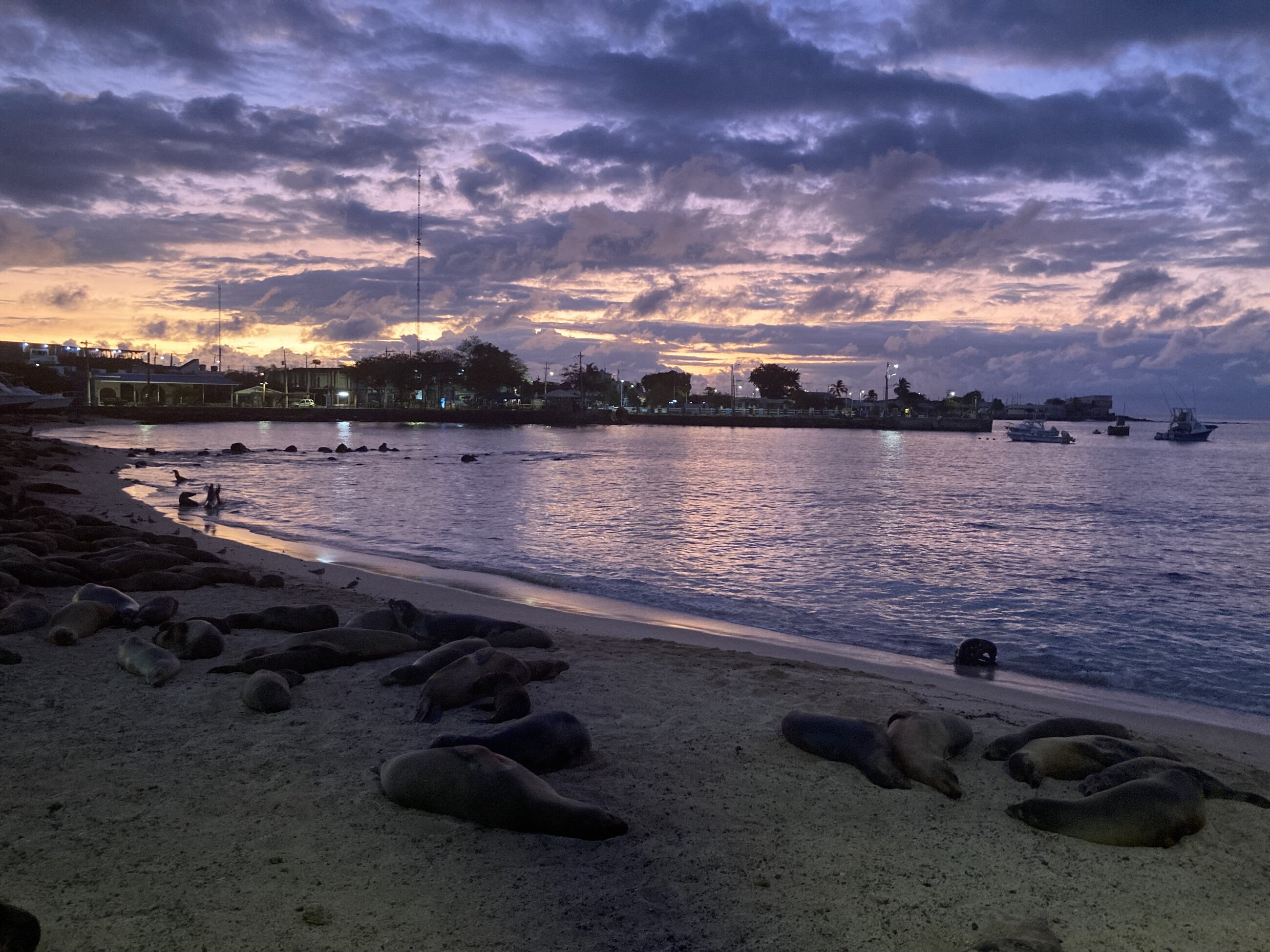 Sea lions at sunset at Puerto Baquerizo Moreno