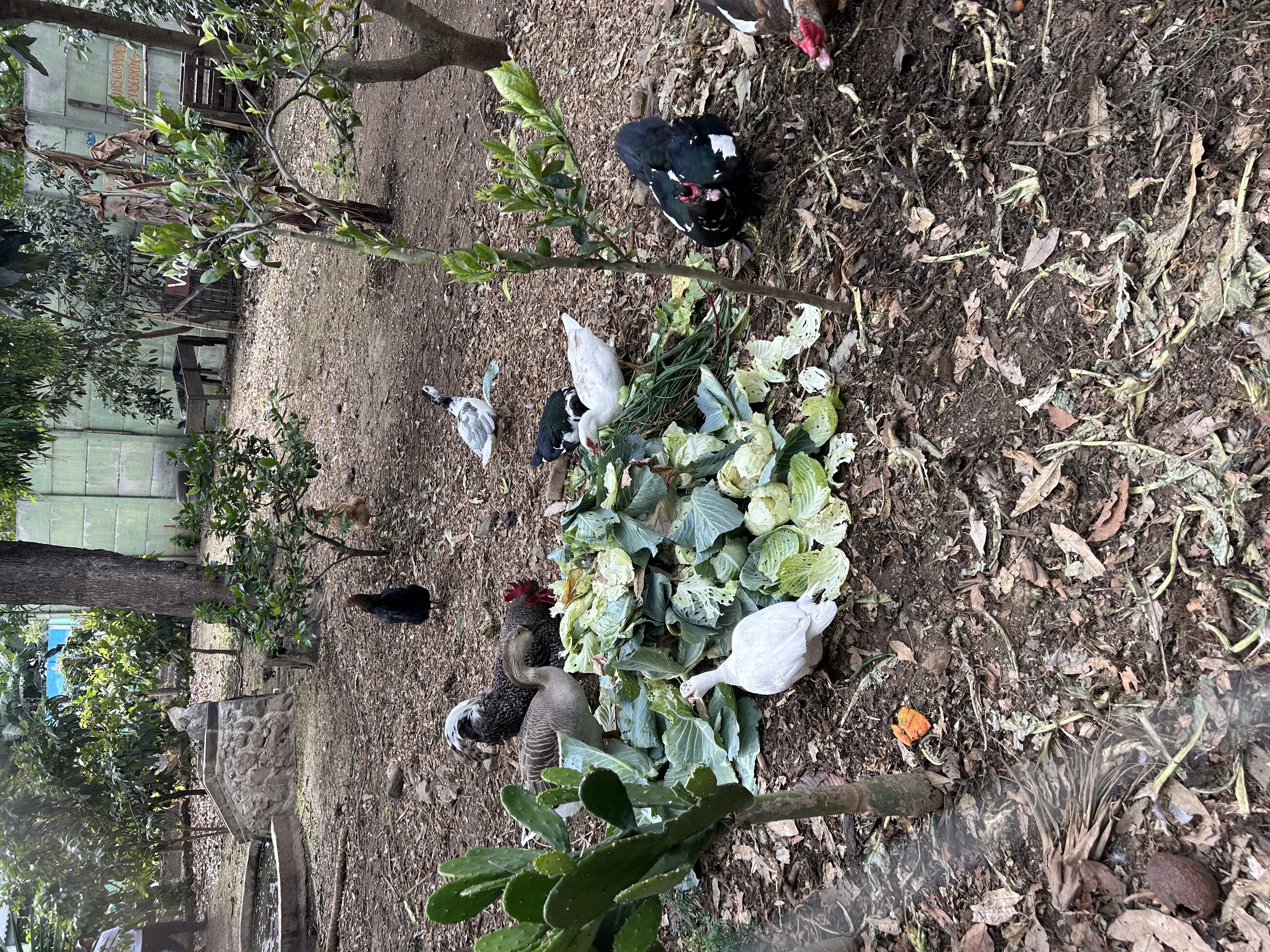 Feeding small animals