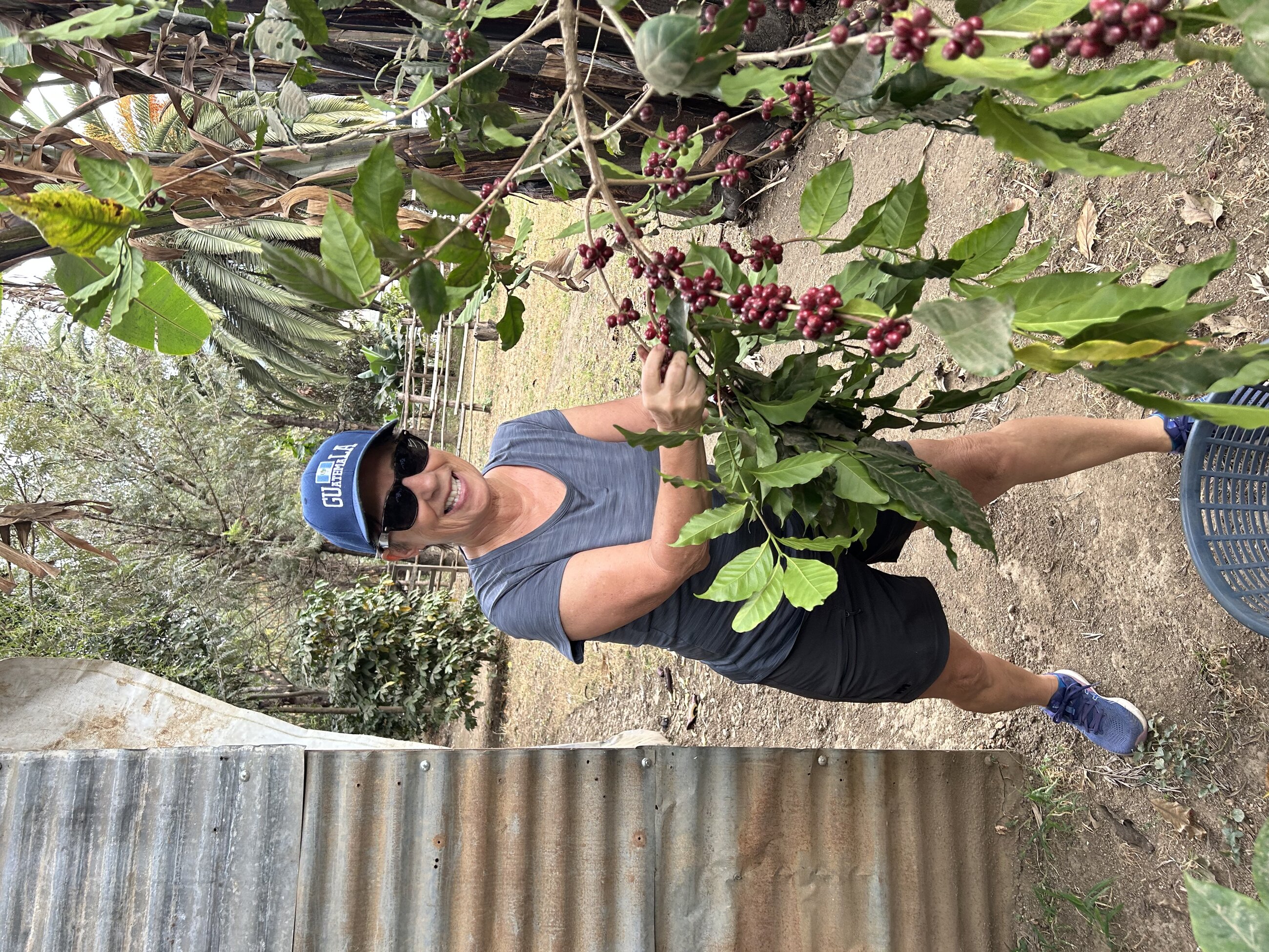 Harvesting grános de café
