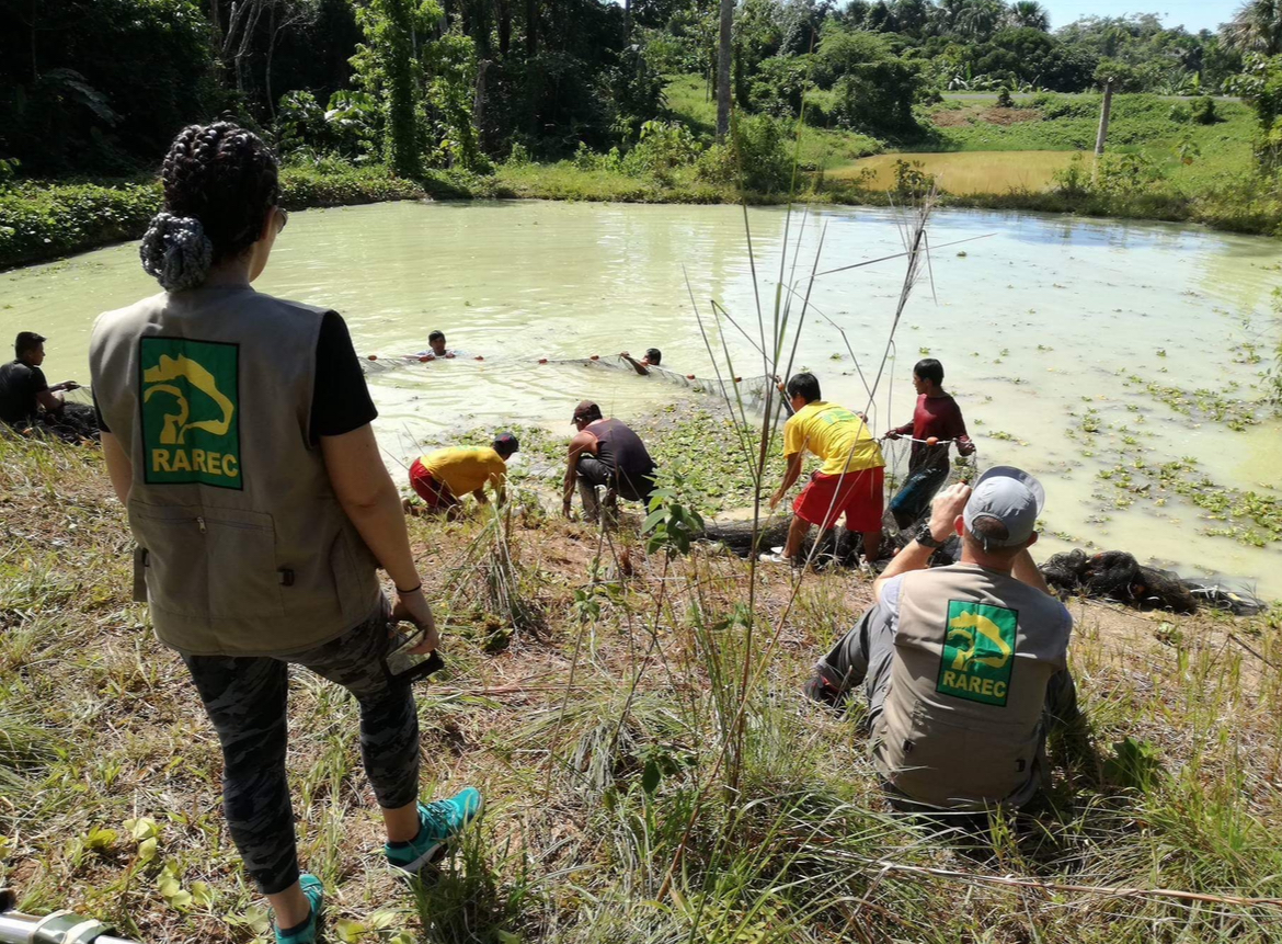 Transferring rescued Manatee to larger pond