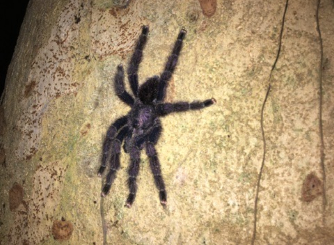 Night creatures