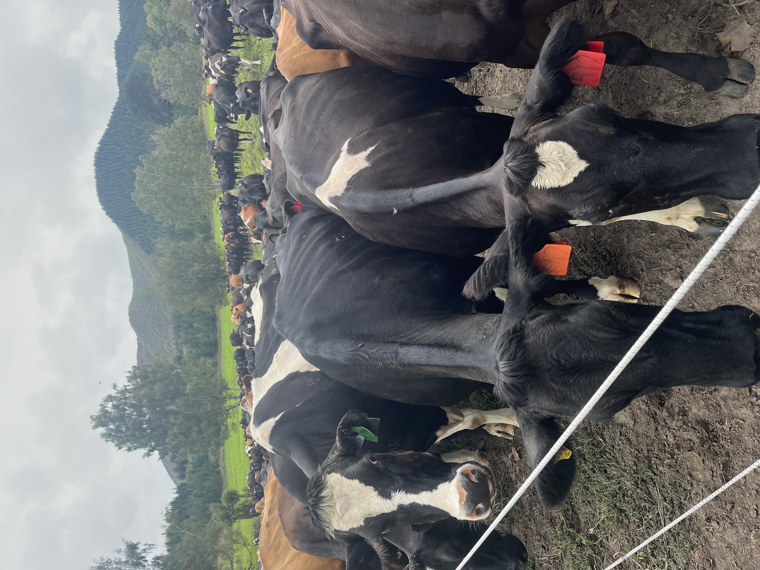 Working on a dairy farm
