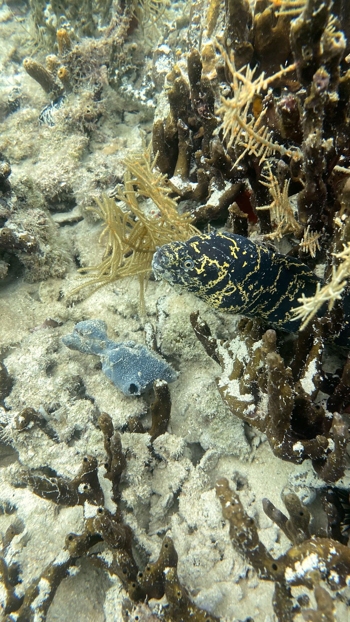 Eel in Bocas
