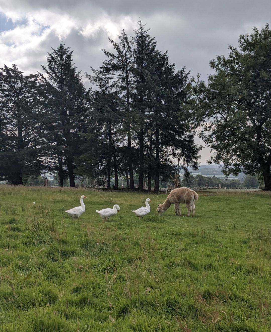 Some of the animals