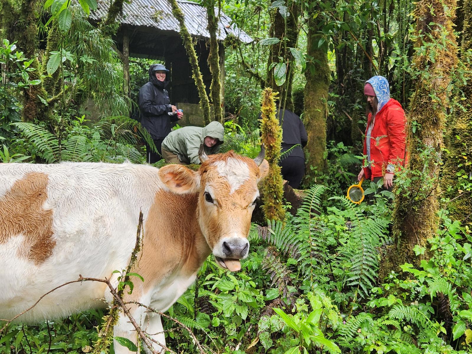 Me and my group taking stream data while a cow walks through our workspace during my Freshwater Ecology field trip.