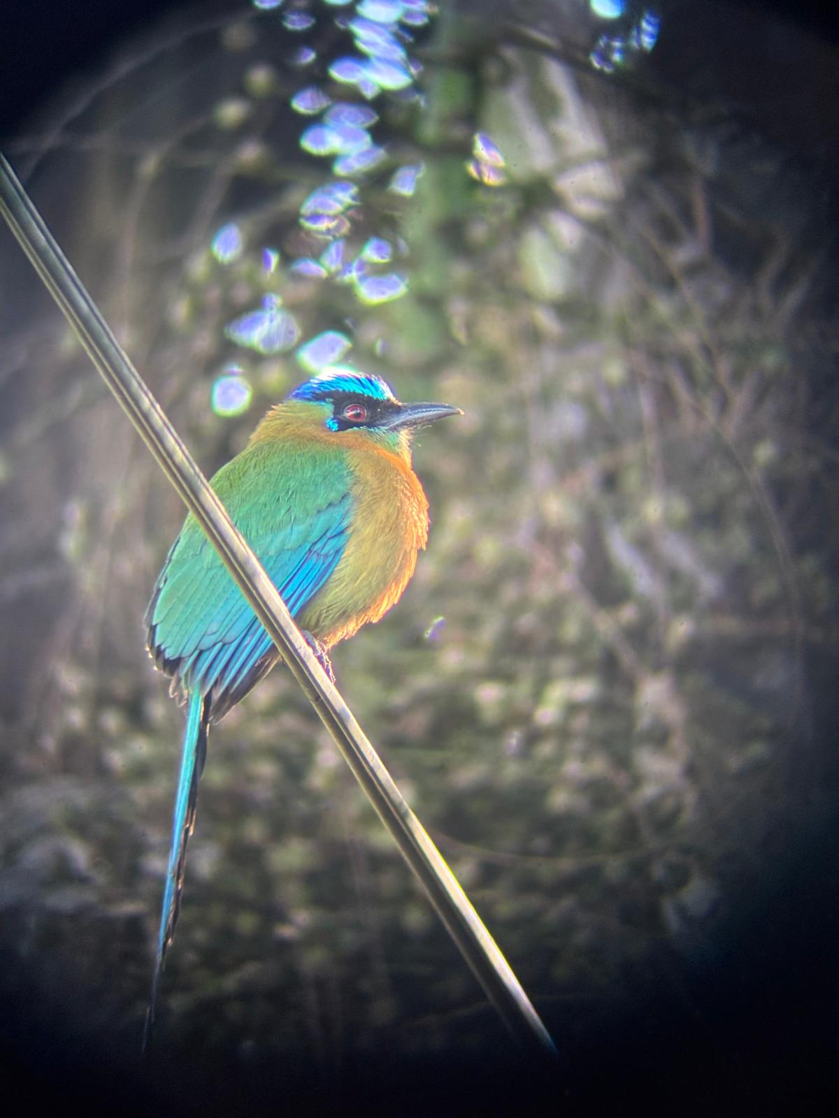 A motmot I saw on a Tropical Birds field trip