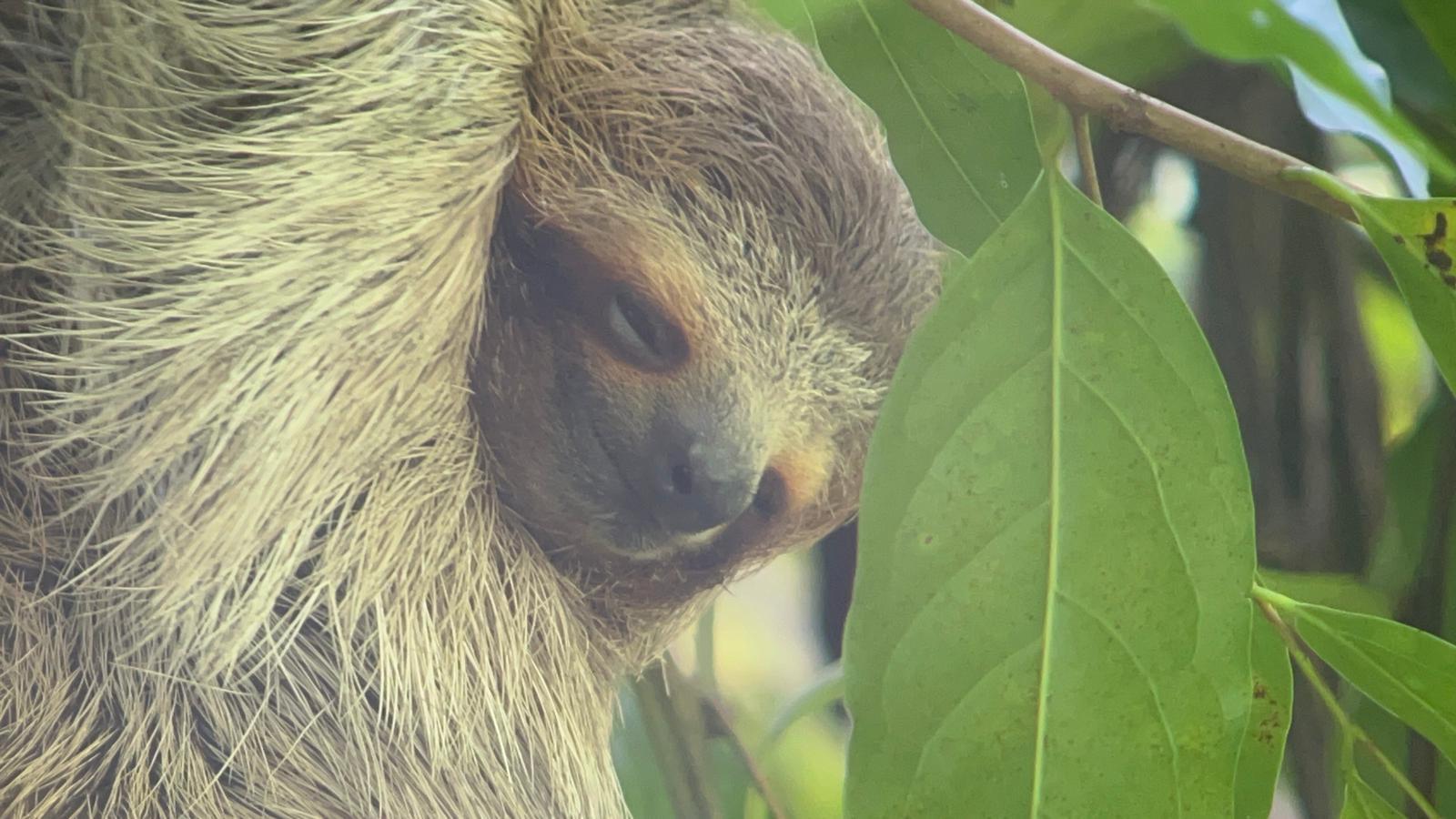 A sloth we saw in Manuel Antonio on a Cea Capa excursion