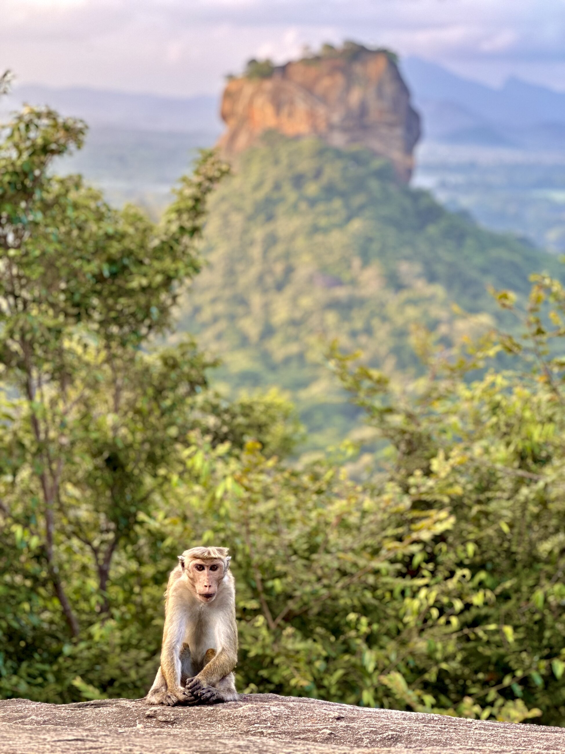View of lions rock in add on experience