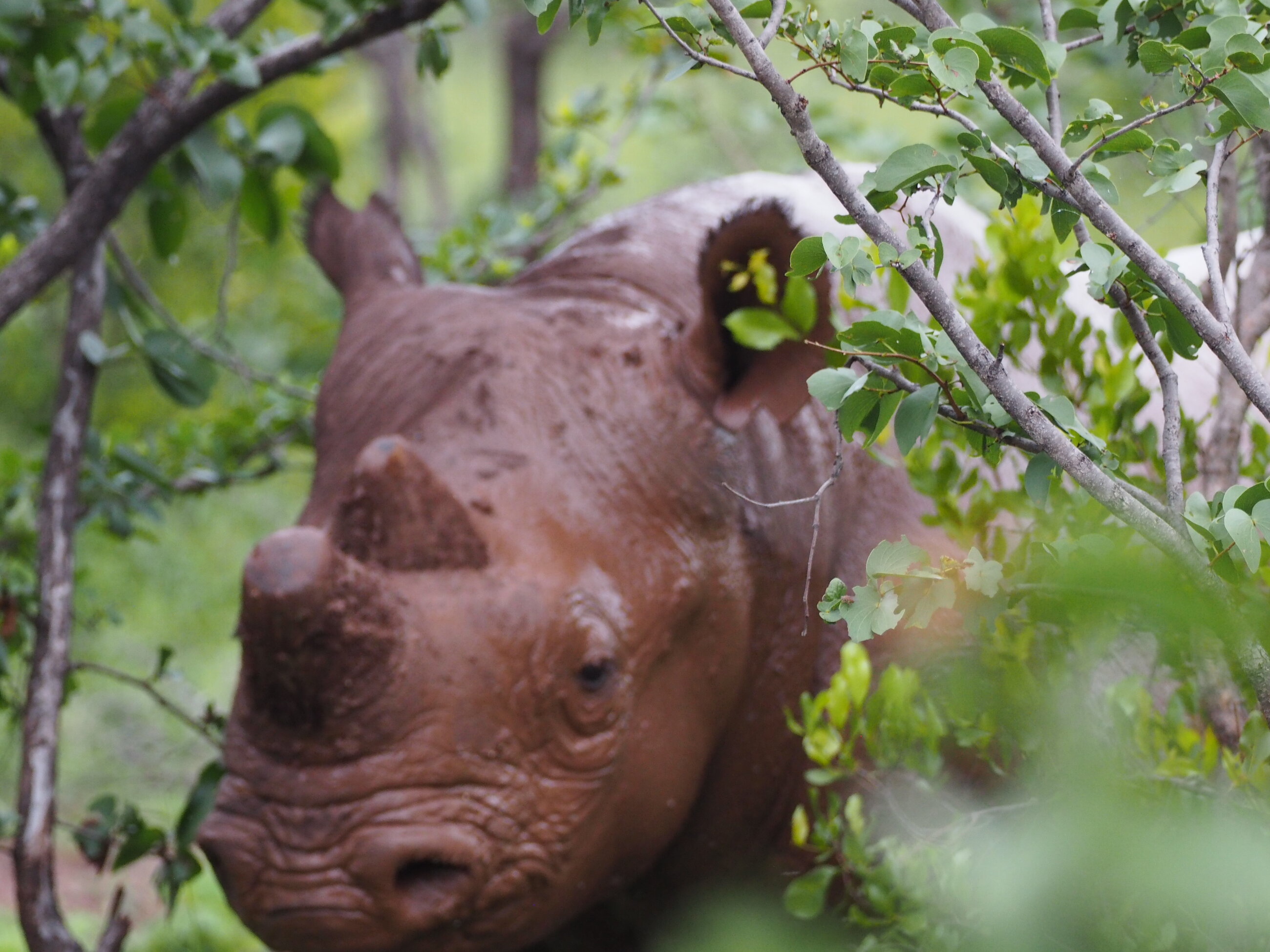 Black Rhino