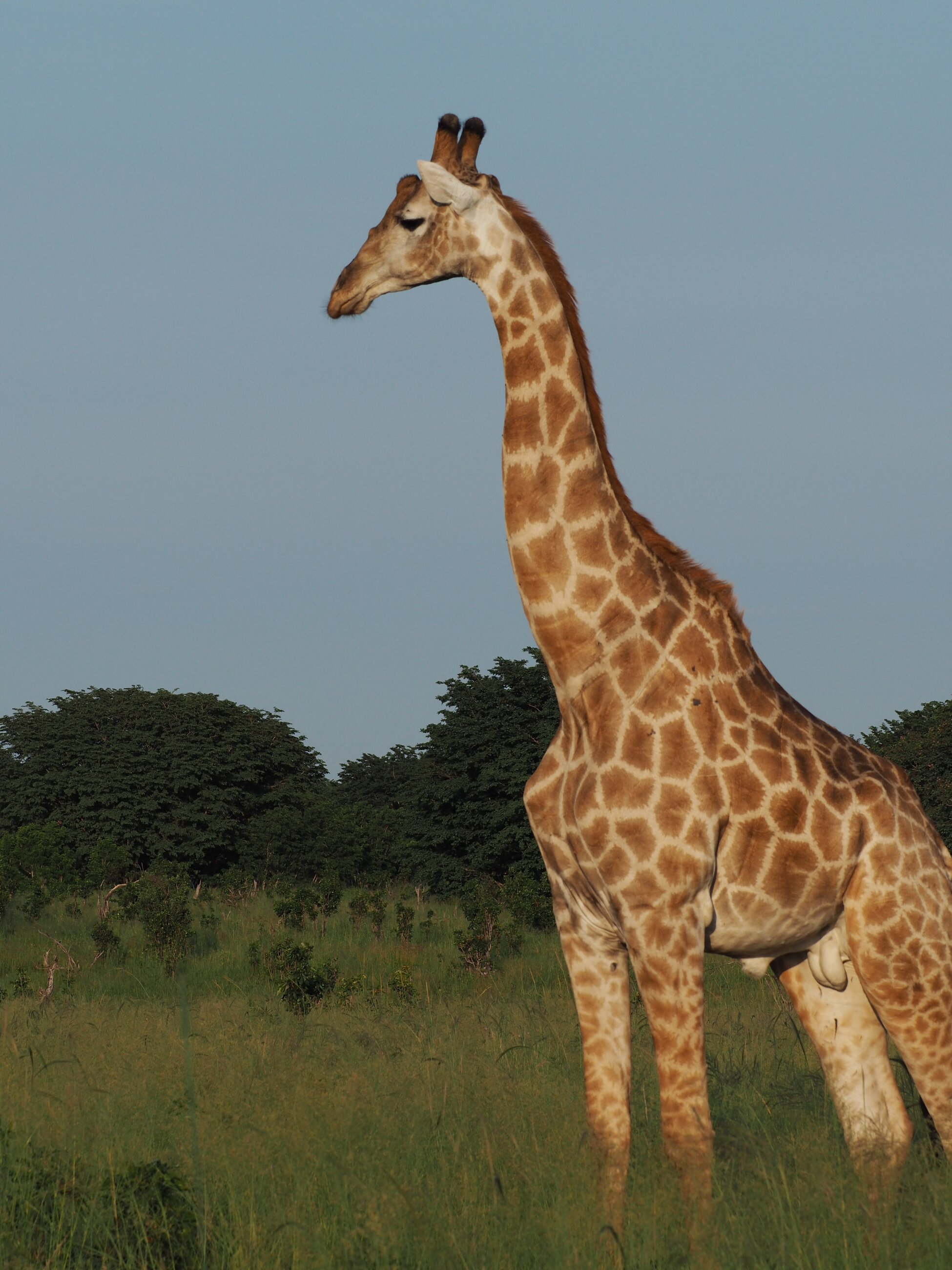 Giraffe