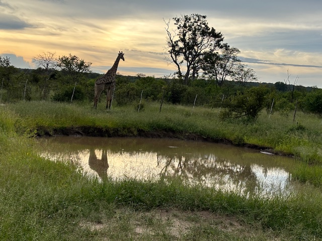 Sunset giraffe