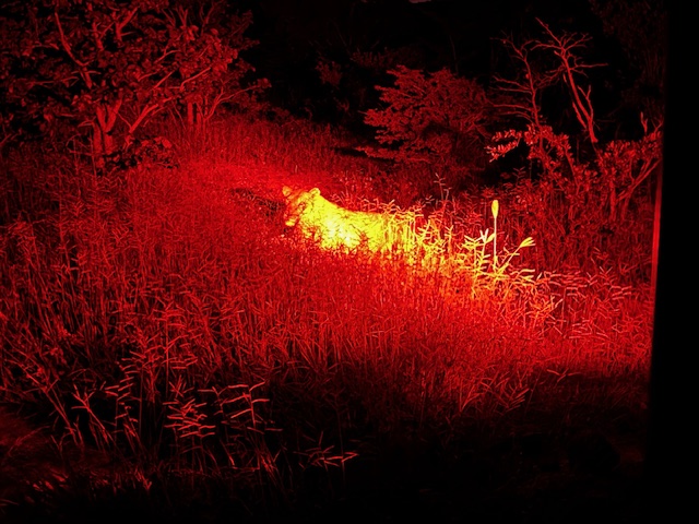 Night game drive lion