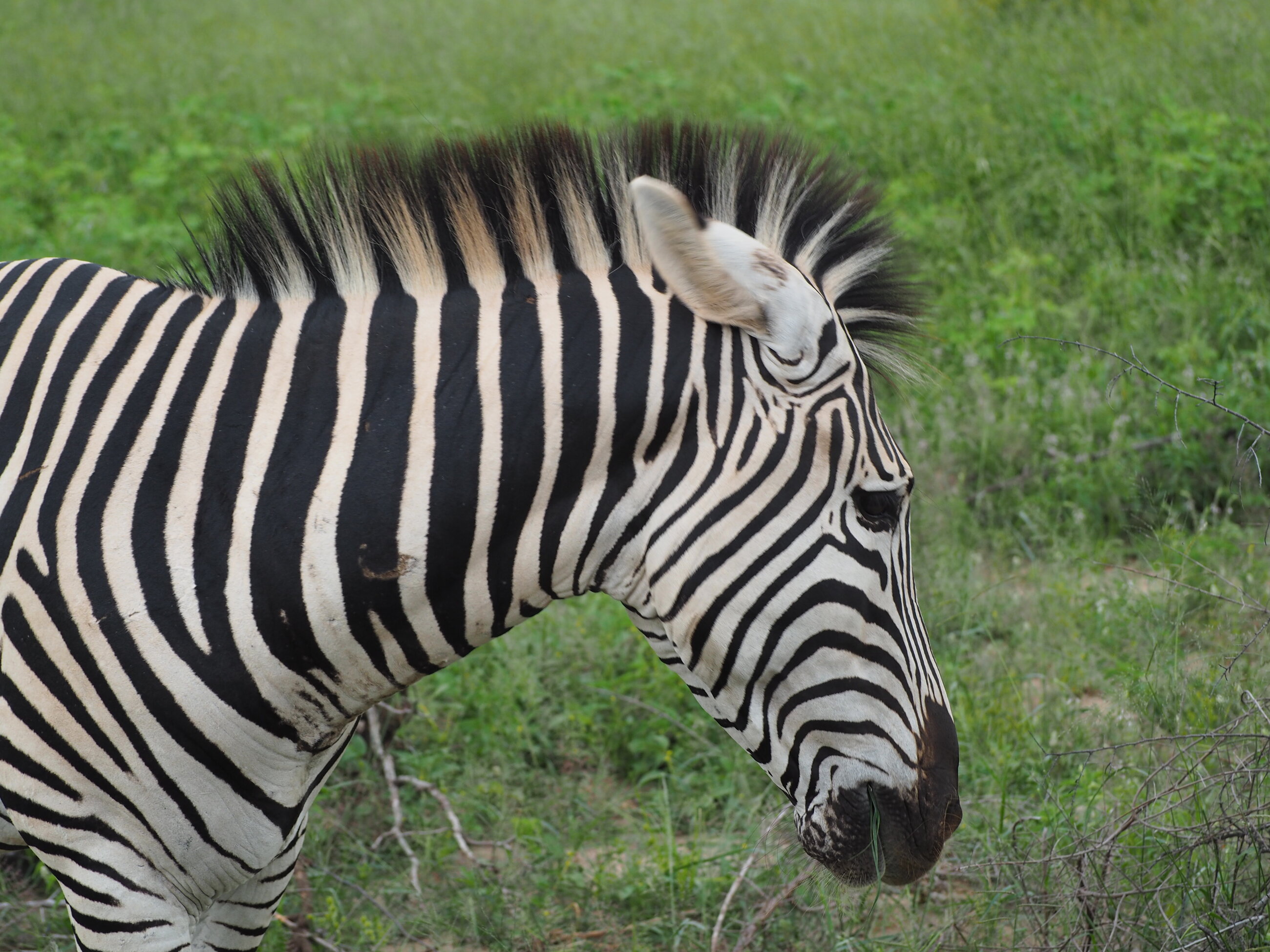 Zebra