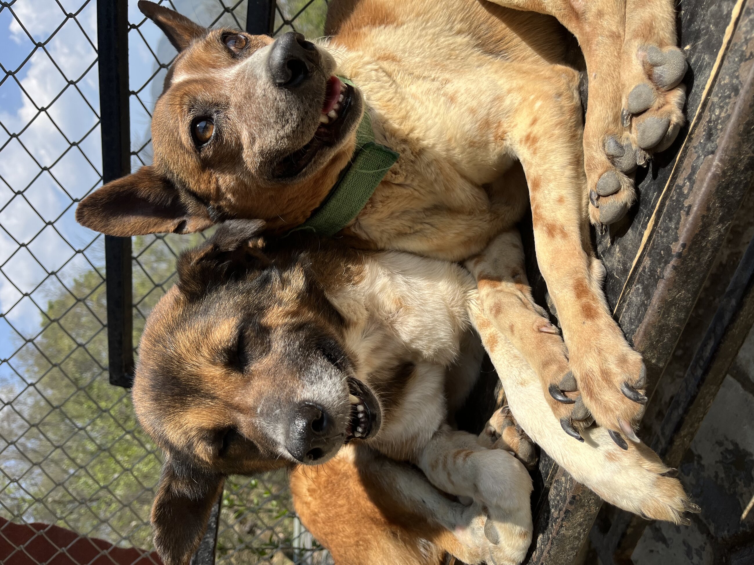 The lovely dogs