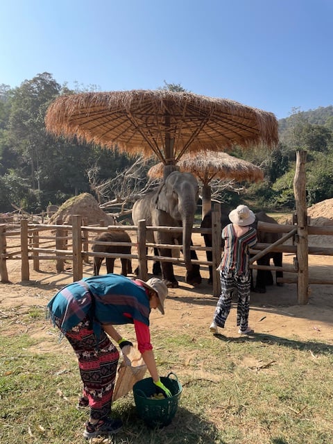 at the elephant center