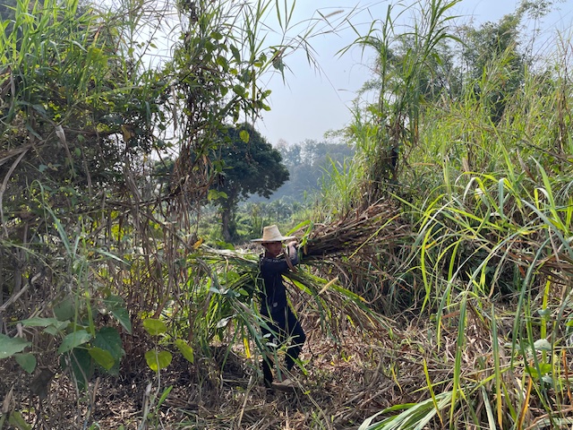 getting food for the elephants