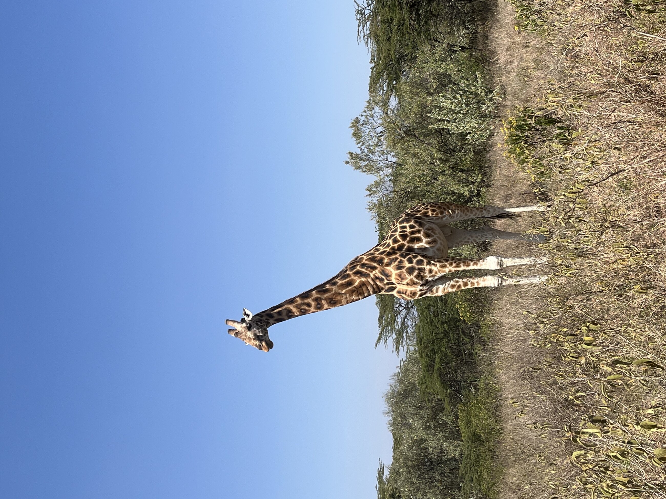 giraffe!