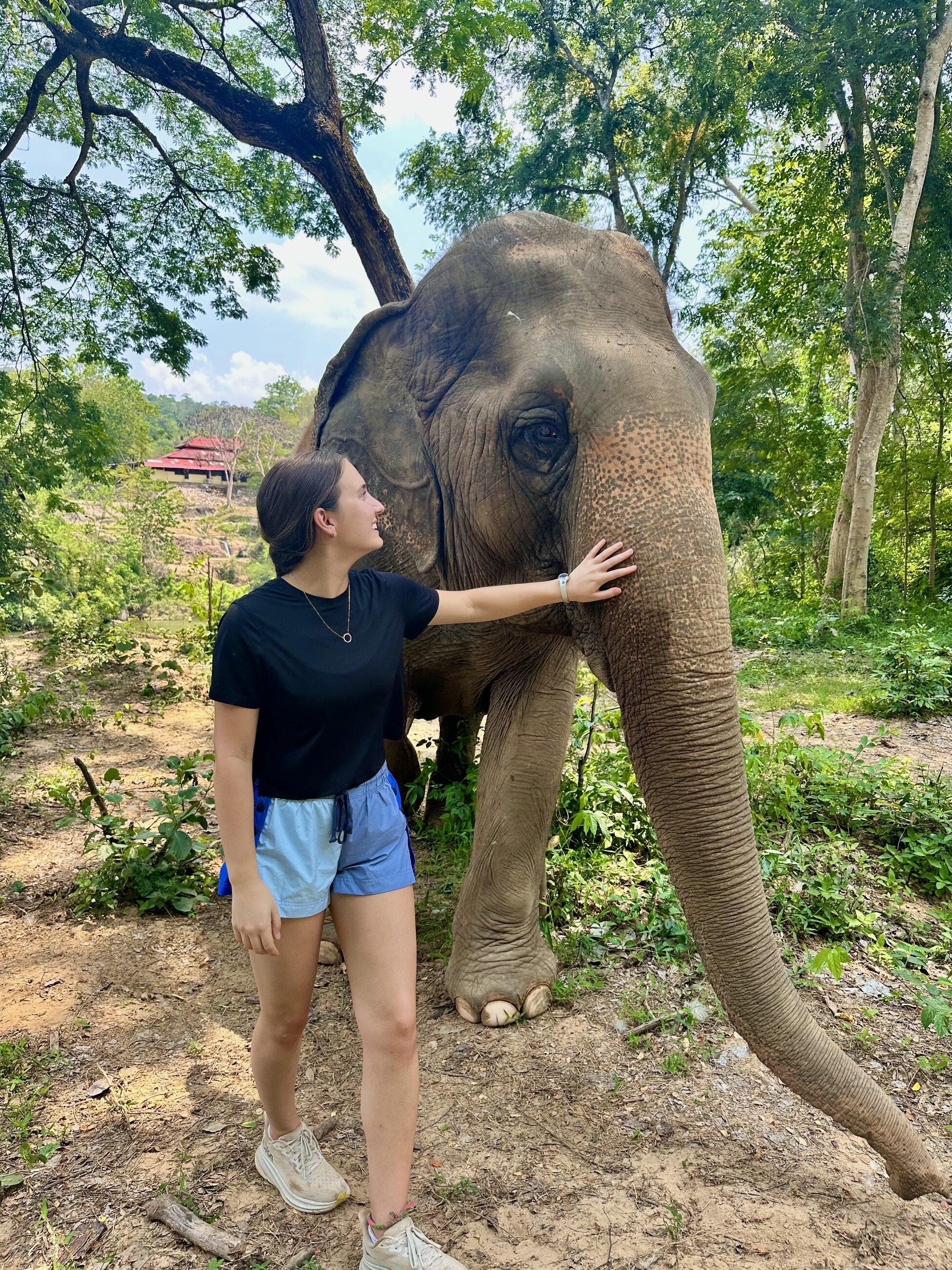 Elephants in Thailand!!