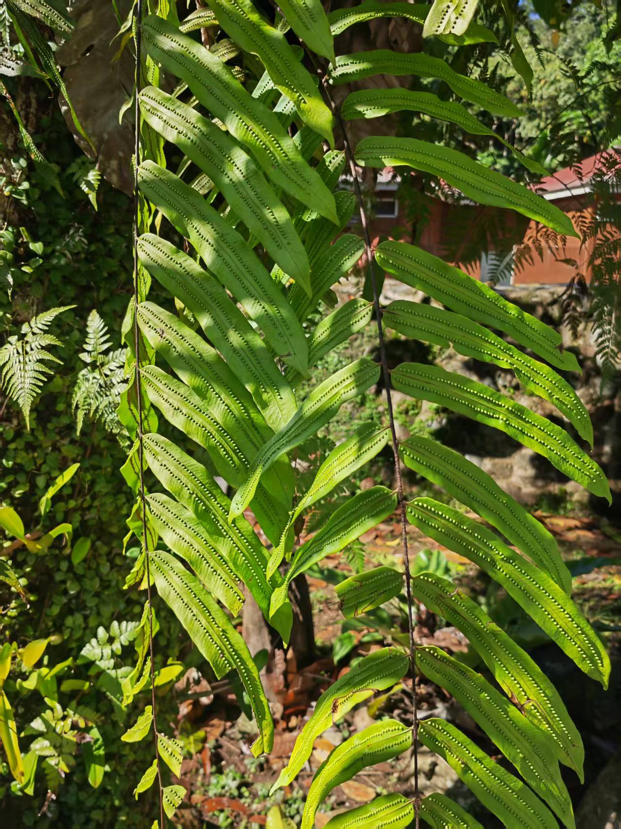 a very interesting local fern