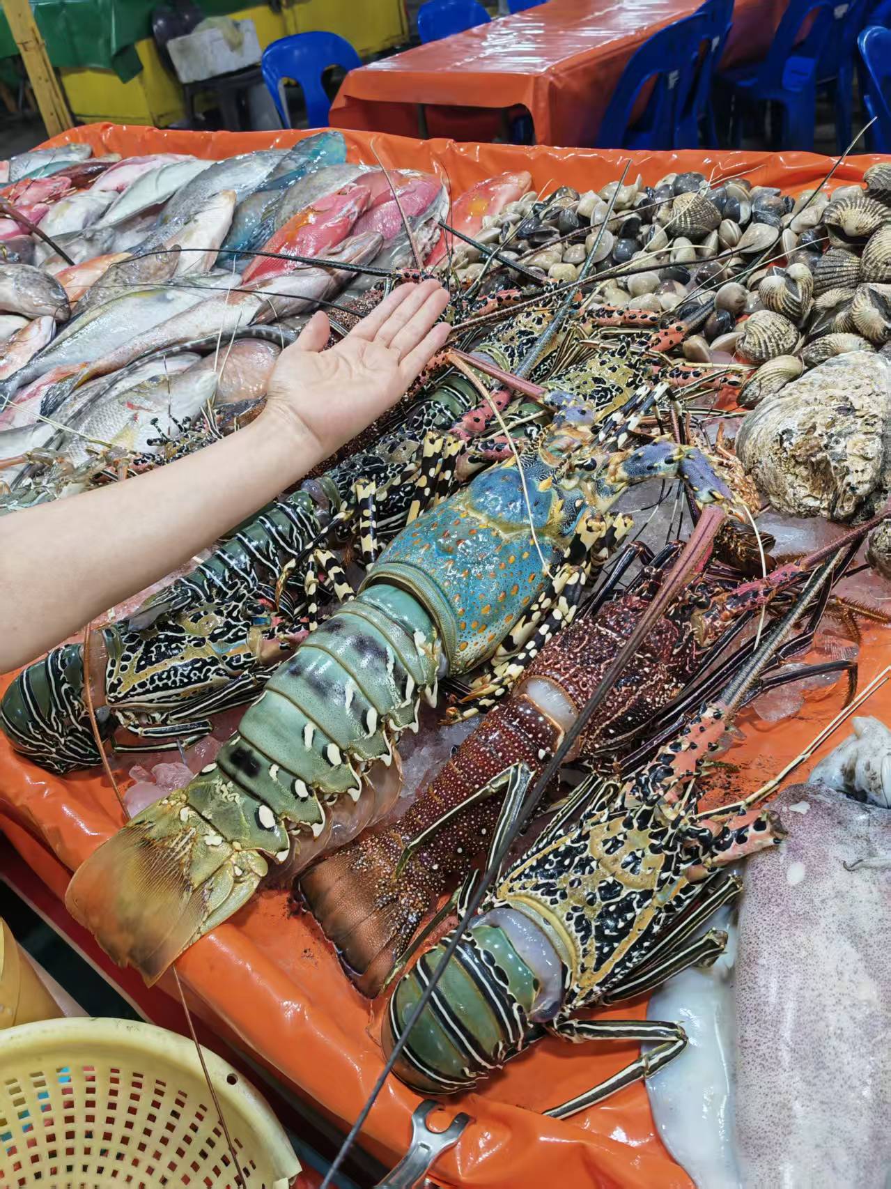 lobsters in Sabah with very nice price