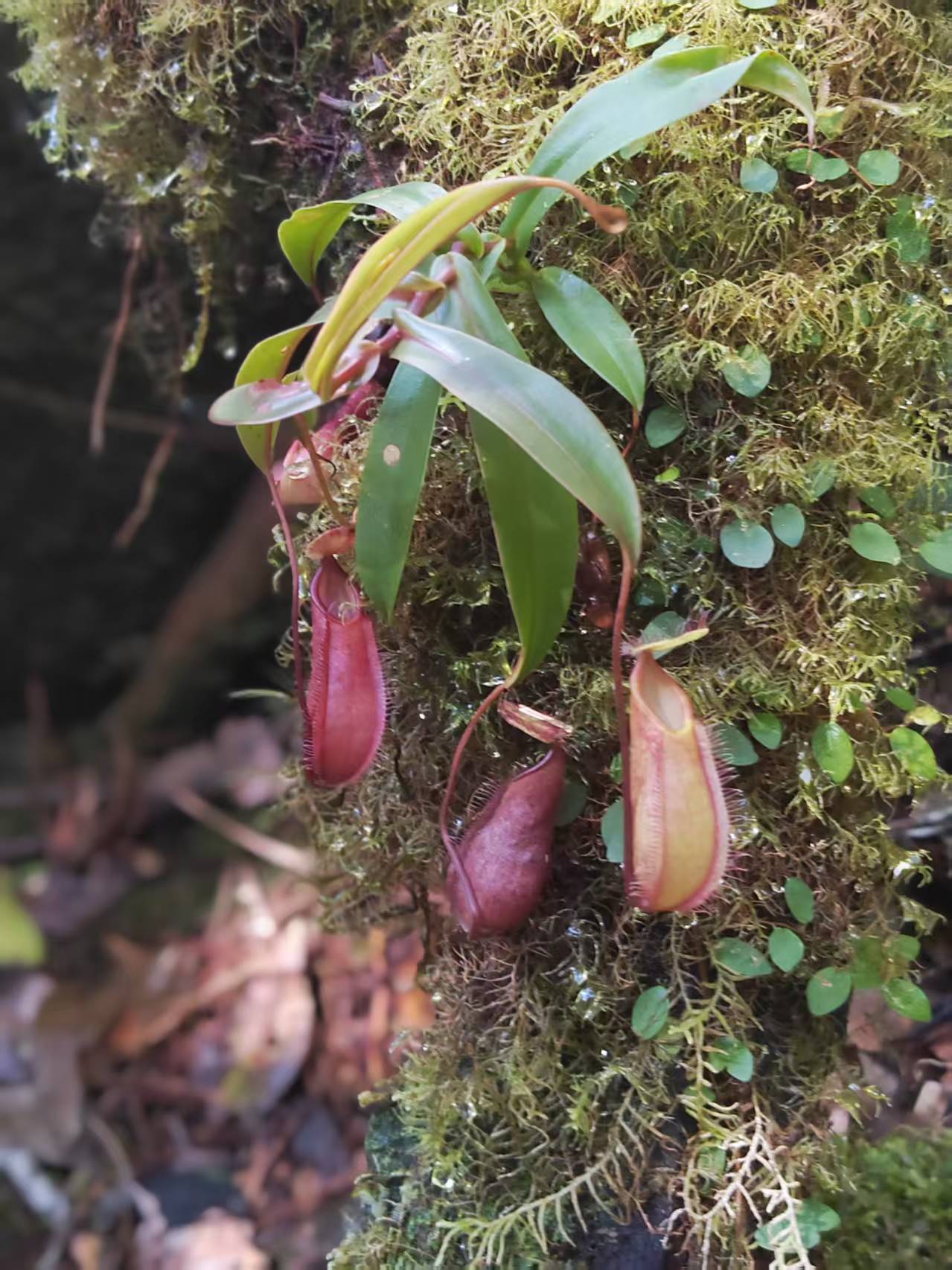 Nepenthes