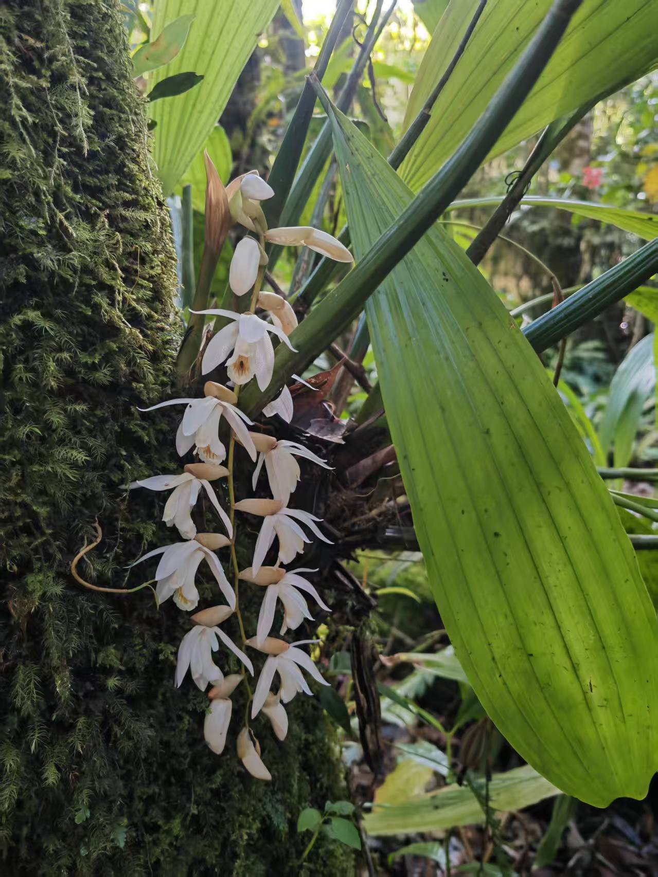 nice flower