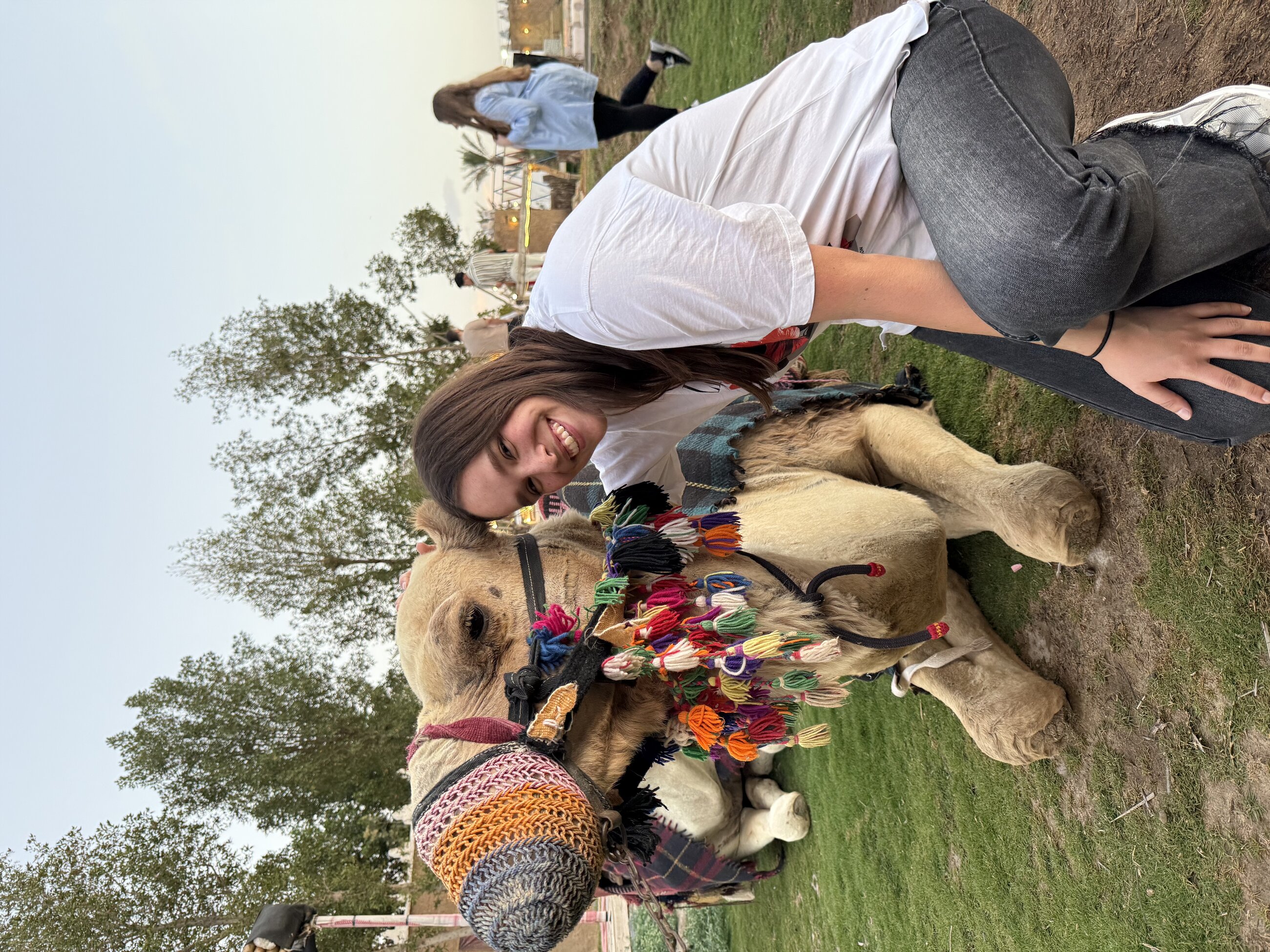 Camels everywhere