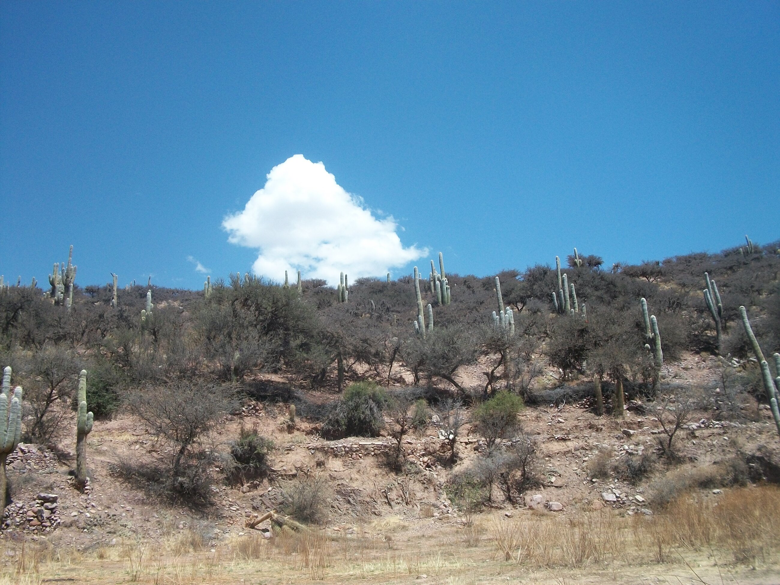 Jujuy's mountains 