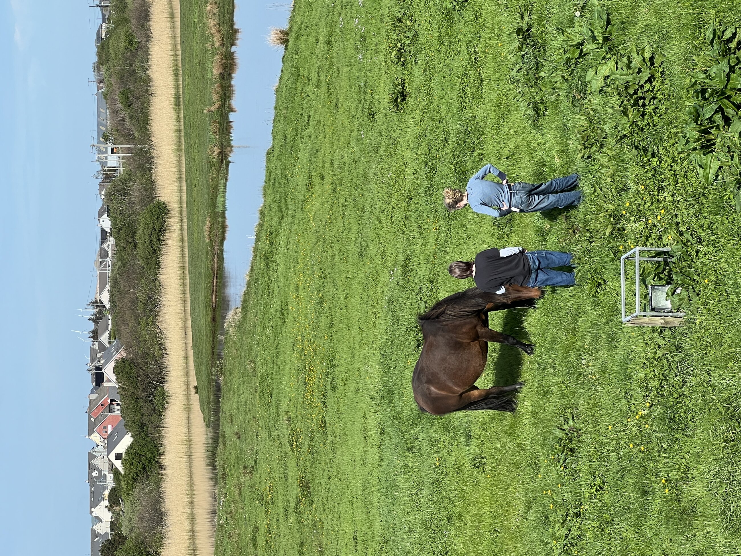 Rosie the horse