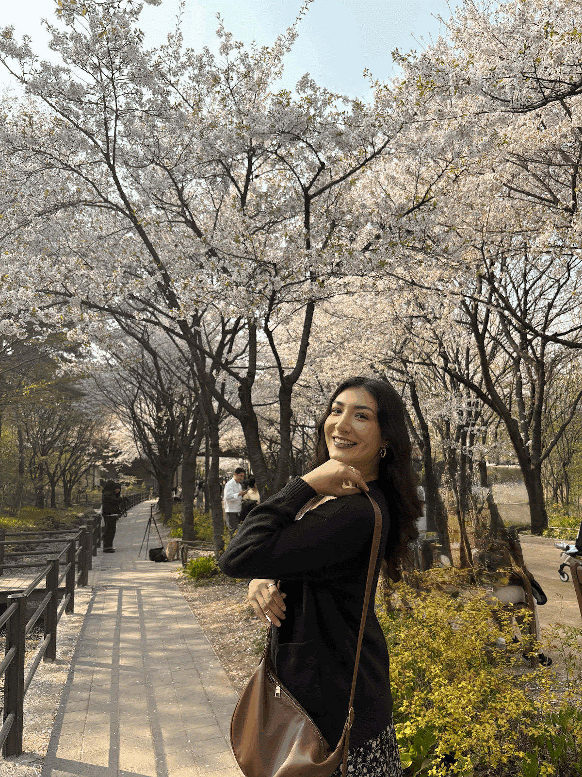 Cherry blossoms