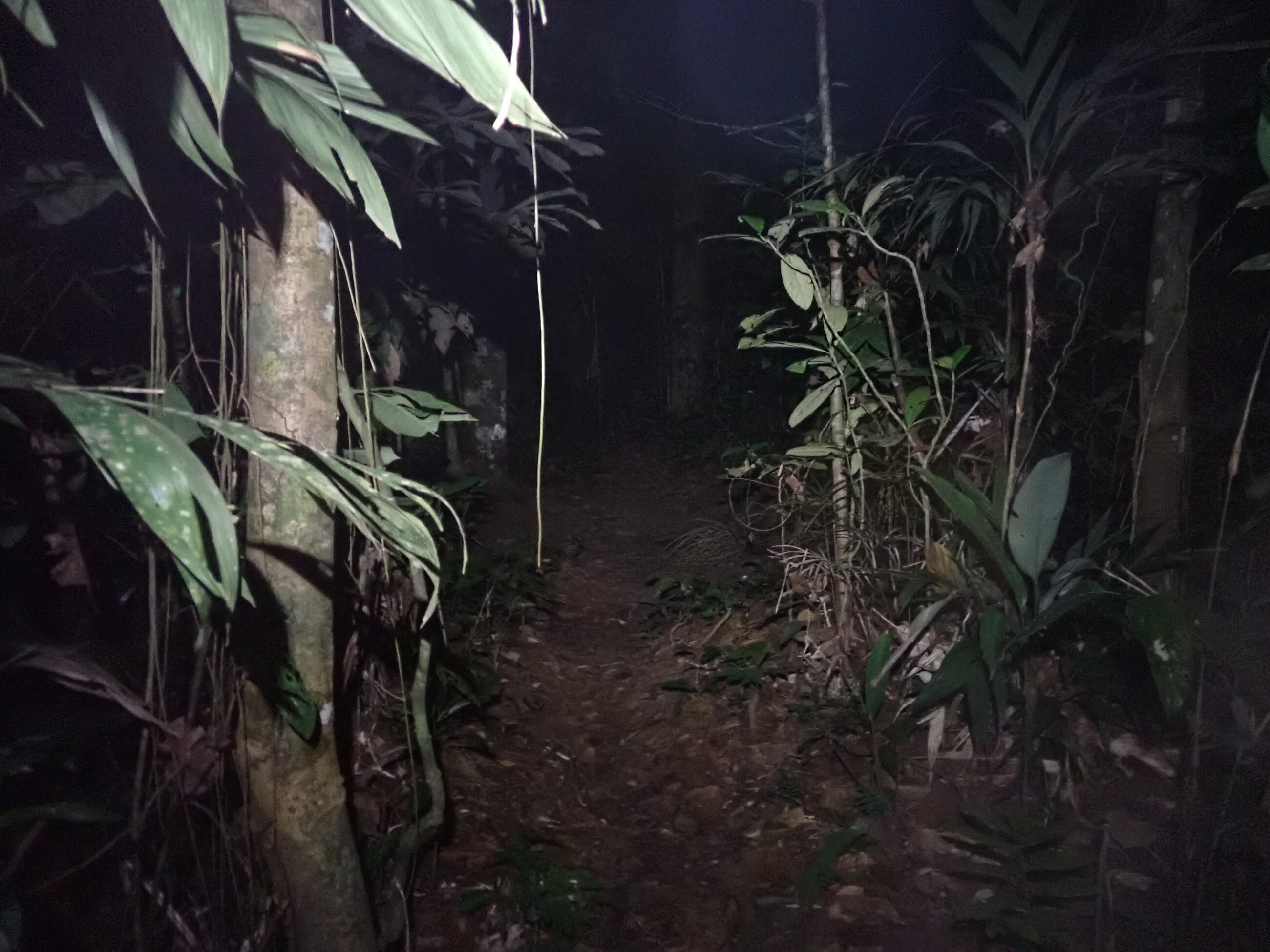 Forest (Night)