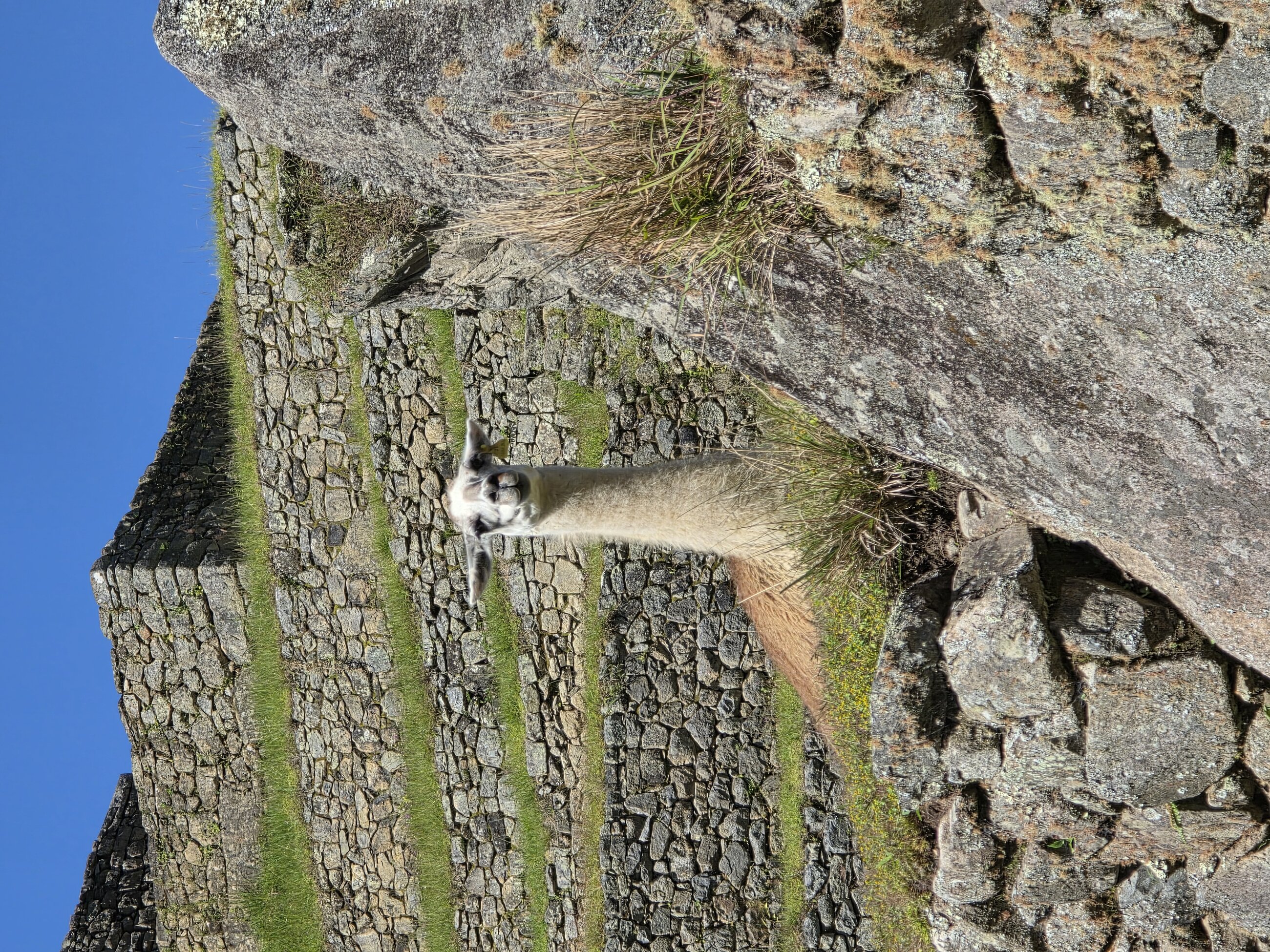 Llama at Machu Picchu