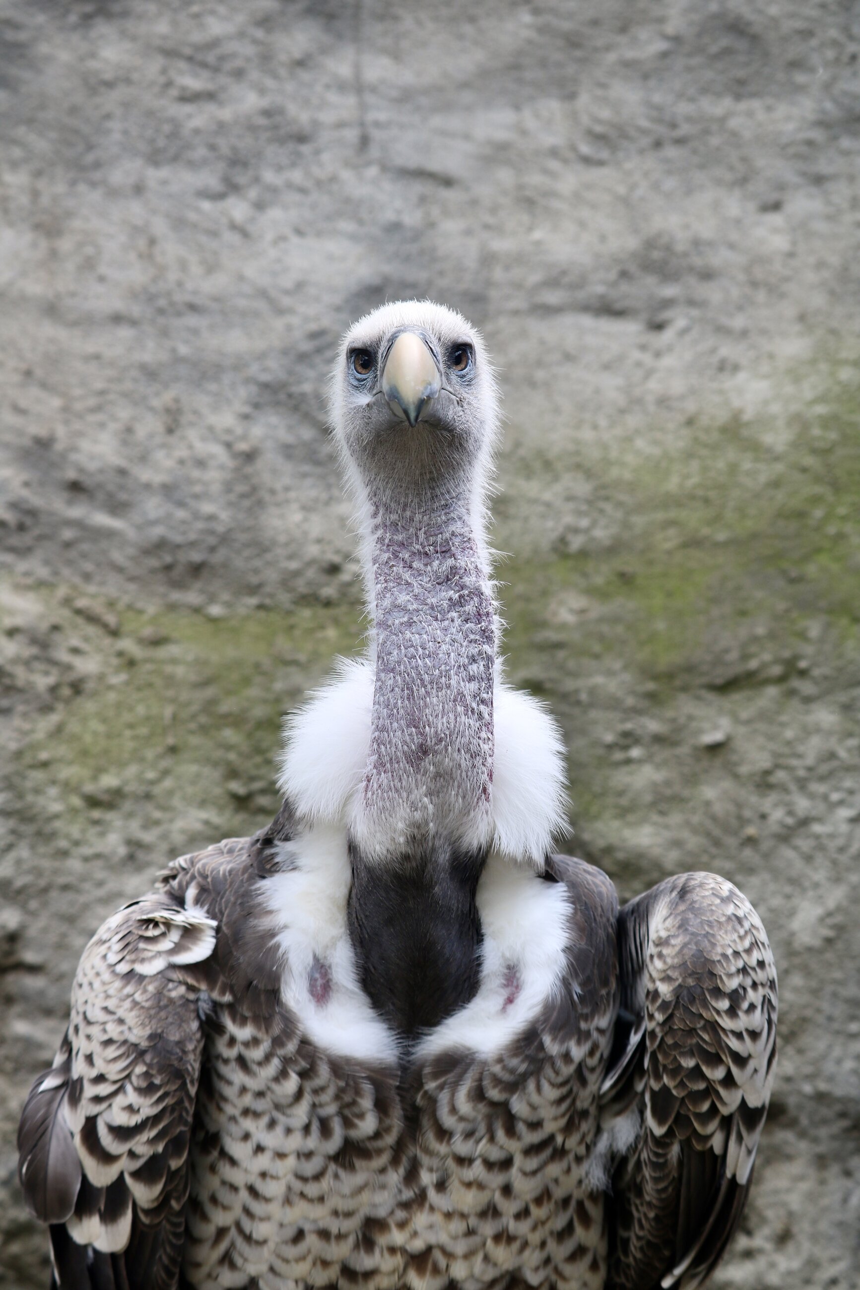 One of the Ruppell's Vultures