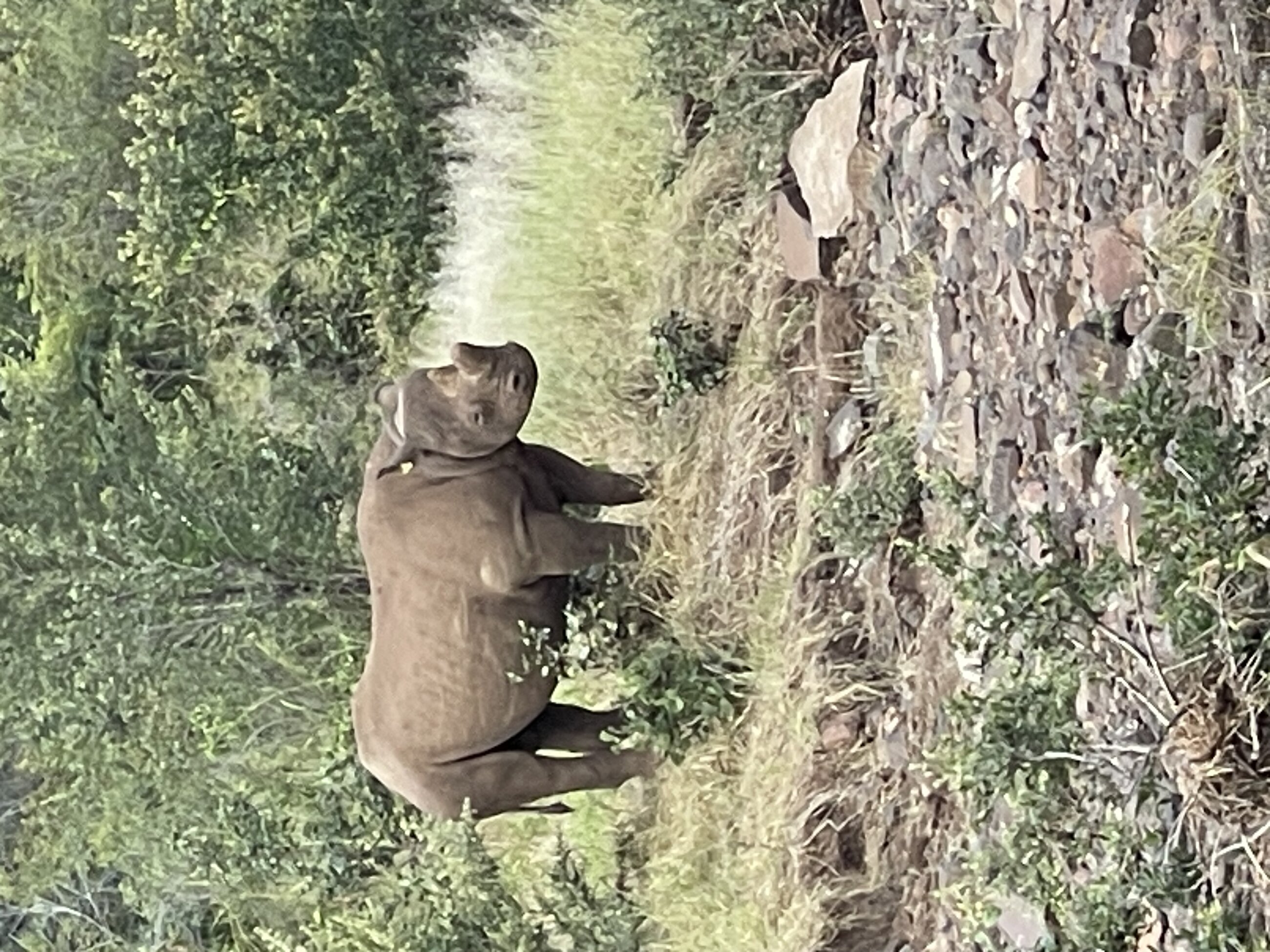 Rhino